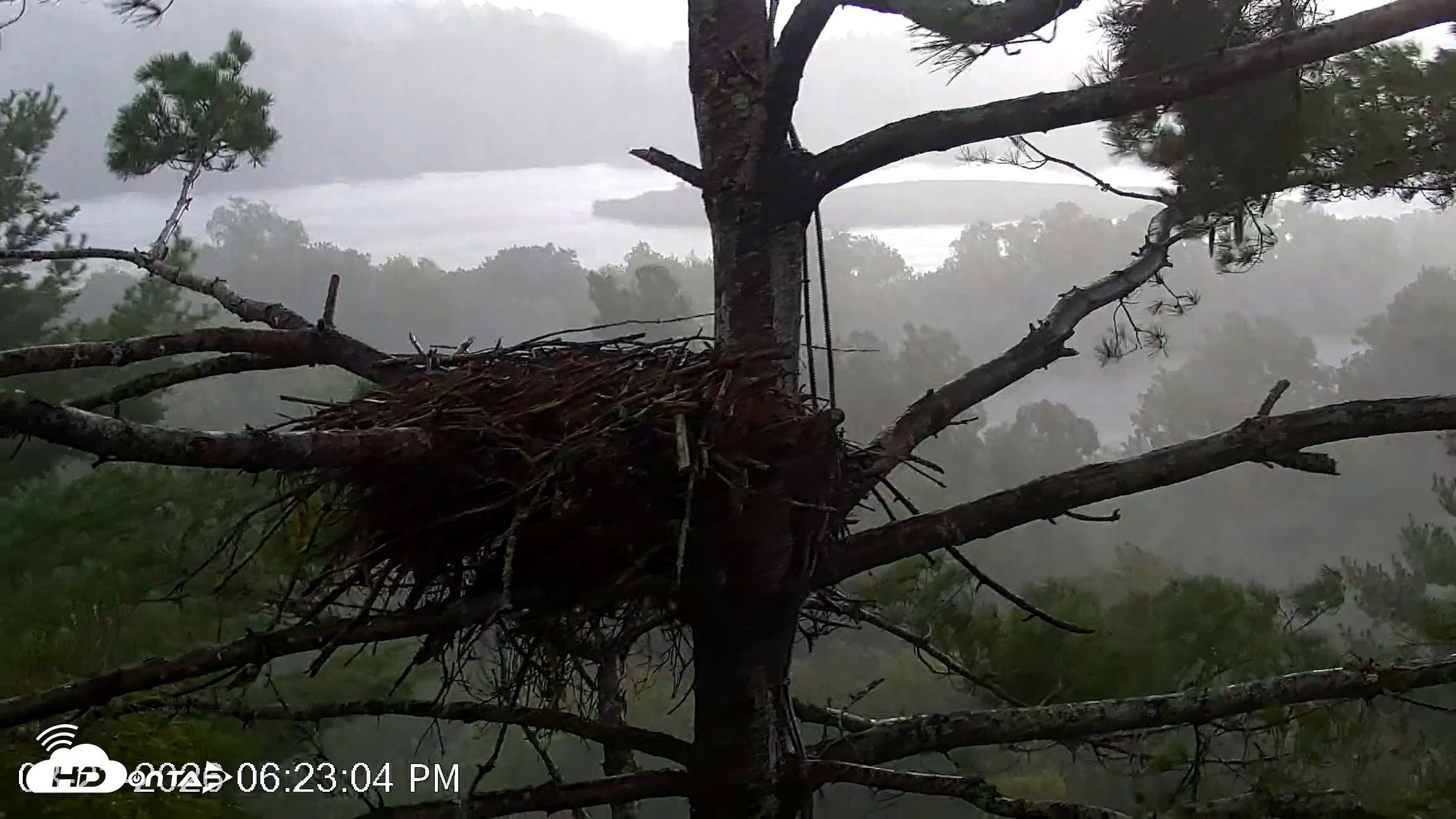 Snapshot of VINS Bald Eagles Nest Live Cams taken Aug 23, 2026, 6:23pm EDT