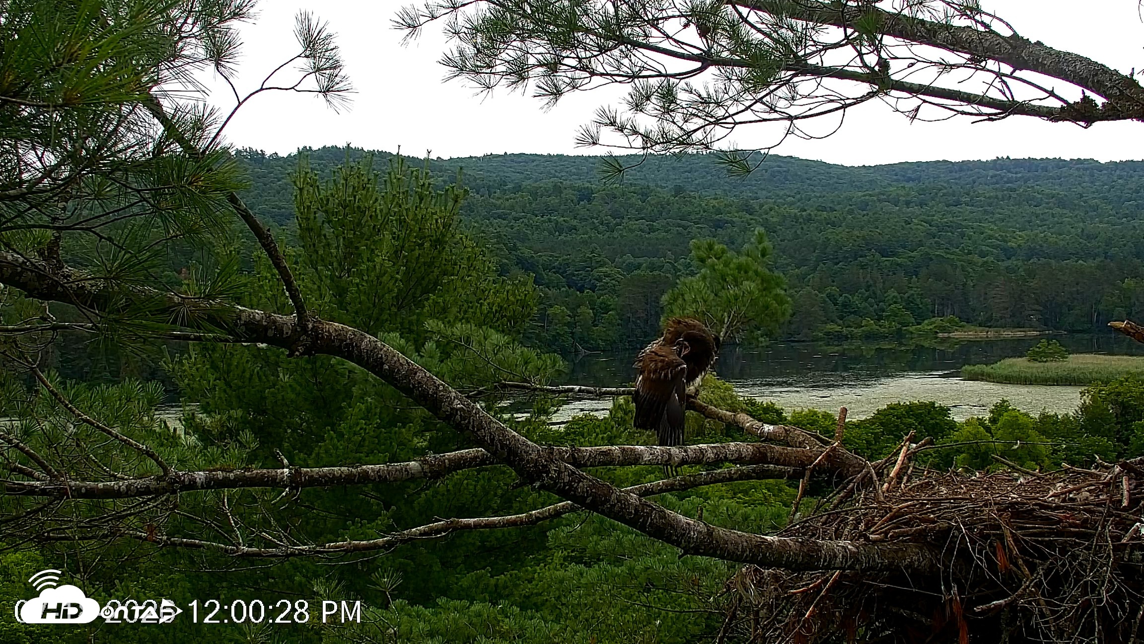 Snapshot of VINS Bald Eagles Nest Live Cams taken Jul 18, 2026, 12:01pm EDT