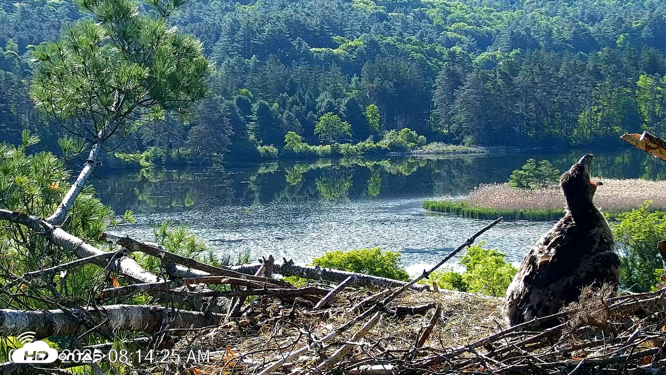 Snapshot of VINS Bald Eagles Nest Live Cams taken Jun 3, 2026, 8:15am EDT