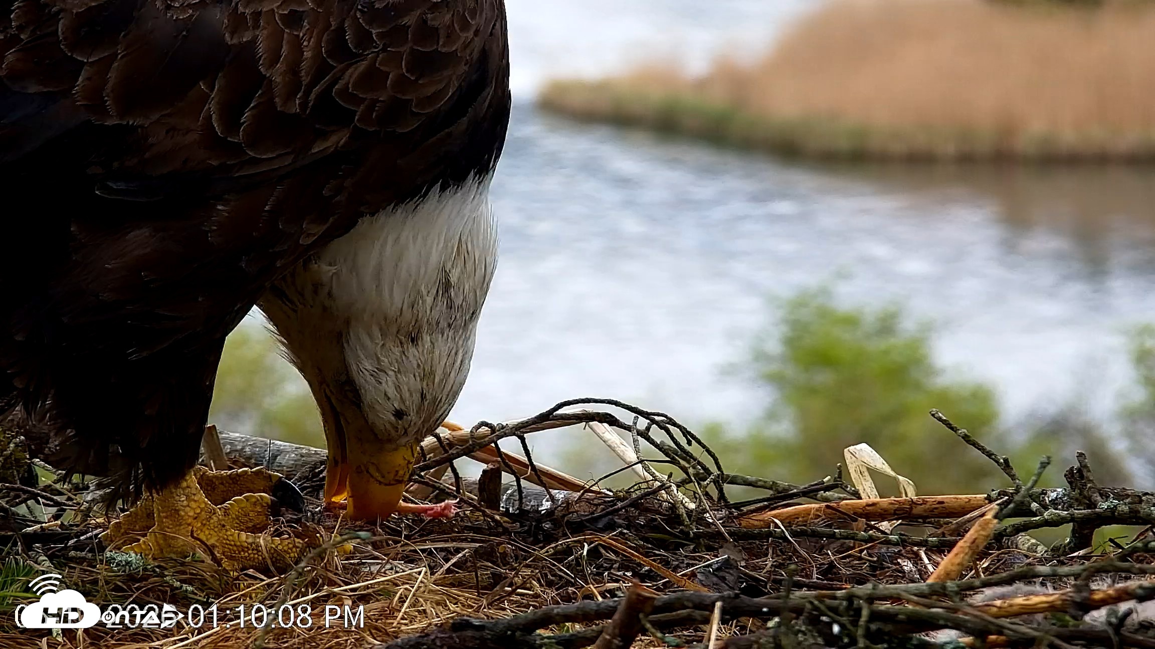 Snapshot of VINS Bald Eagles Nest Live Cams taken May 13, 2026, 1:10pm EDT