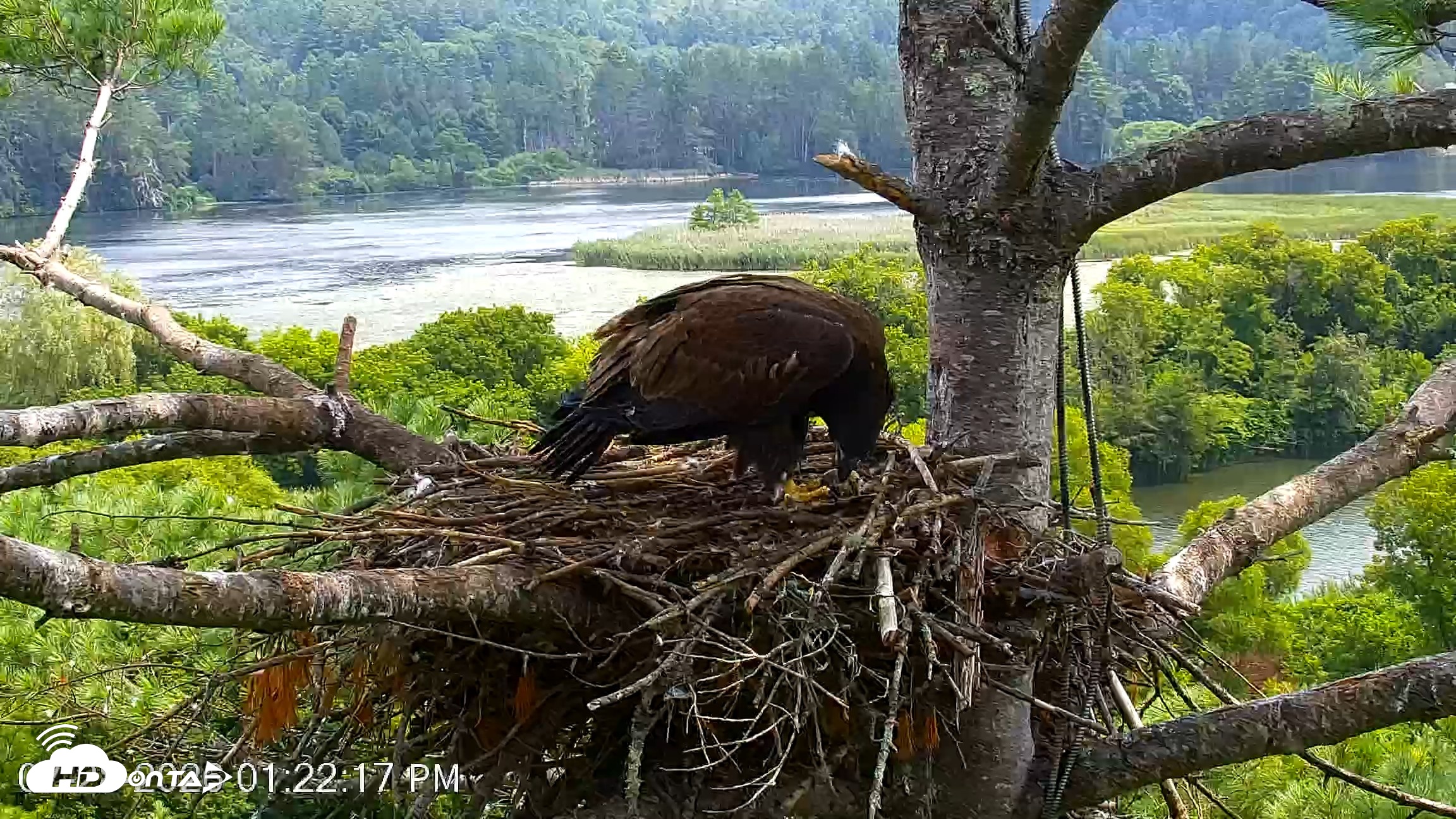 Snapshot of VINS Bald Eagles Nest Live Cams taken Jul 28, 2026, 1:23pm EDT