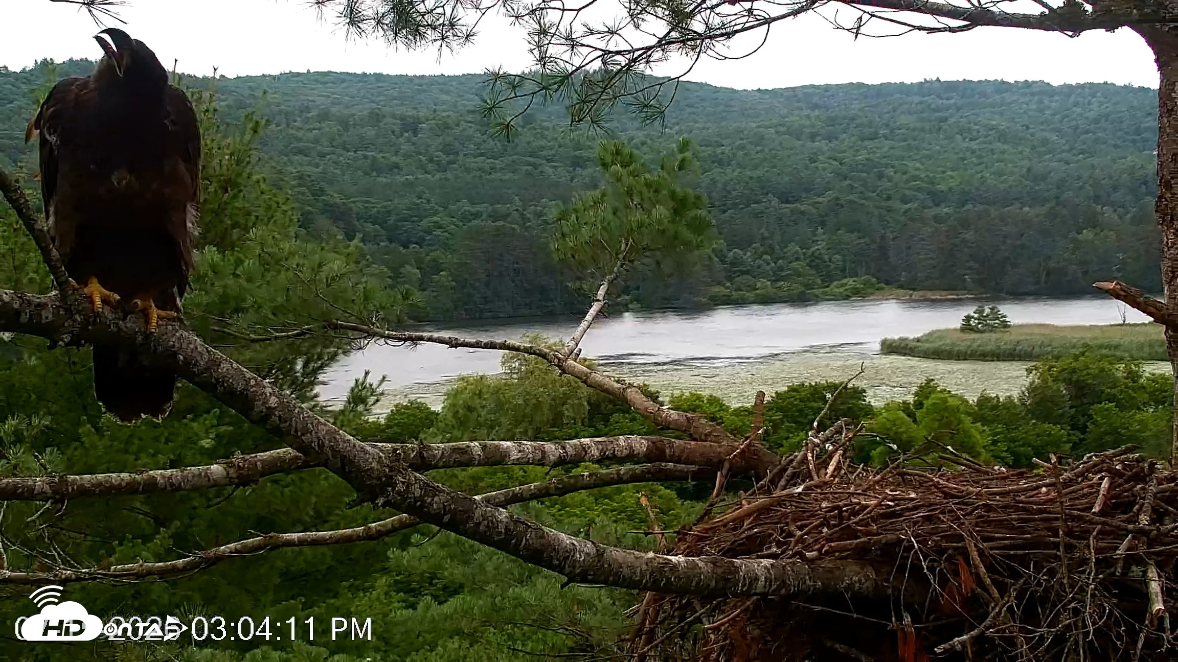 Snapshot of VINS Bald Eagles Nest Live Cams taken Jul 15, 2026, 3:04pm EDT