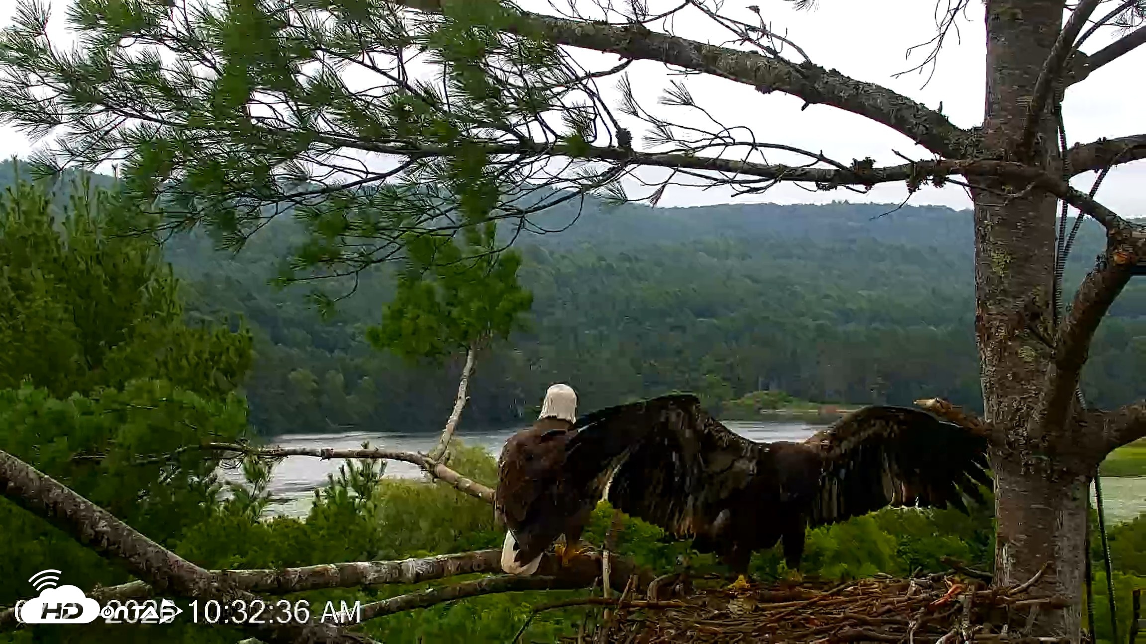Snapshot of VINS Bald Eagles Nest Live Cams taken Jul 21, 2026, 10:34am EDT