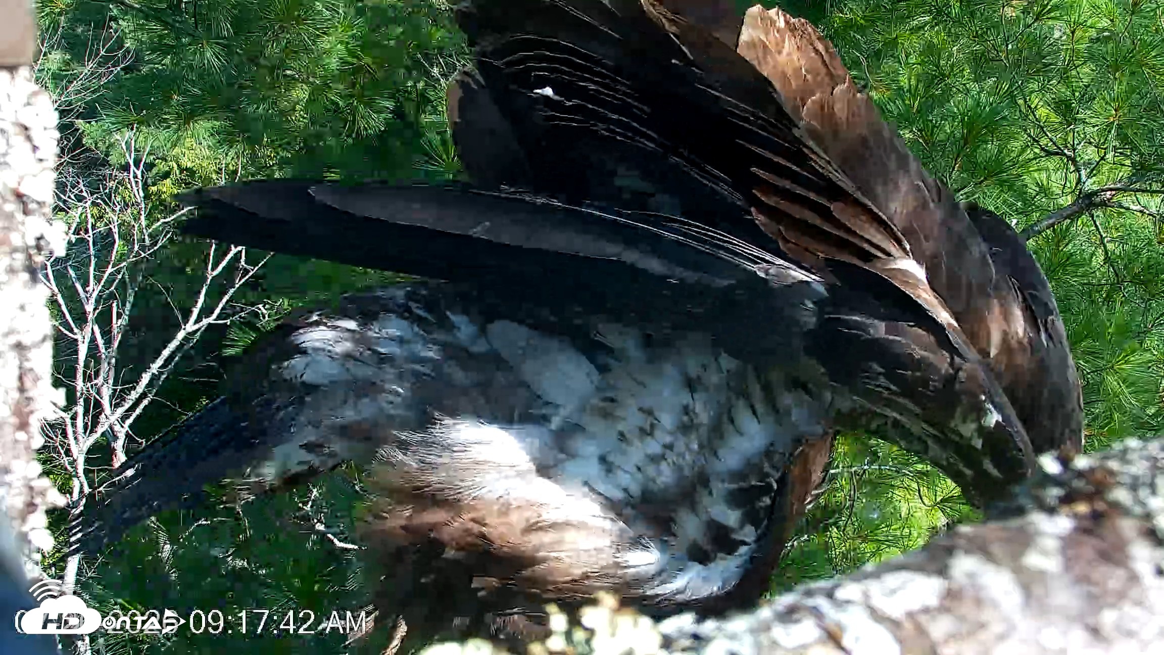 Snapshot of VINS Bald Eagles Nest Live Cams taken Jul 26, 2026, 9:18am EDT