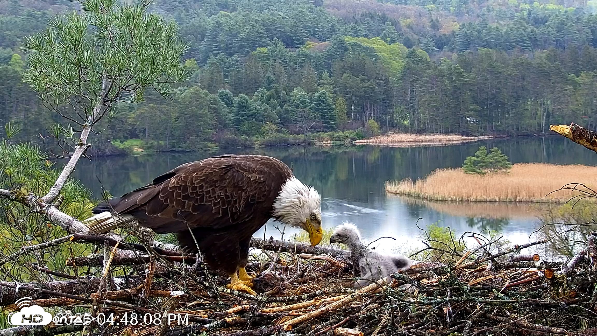 Snapshot of VINS Bald Eagles Nest Live Cams taken May 9, 2026, 4:48pm EDT