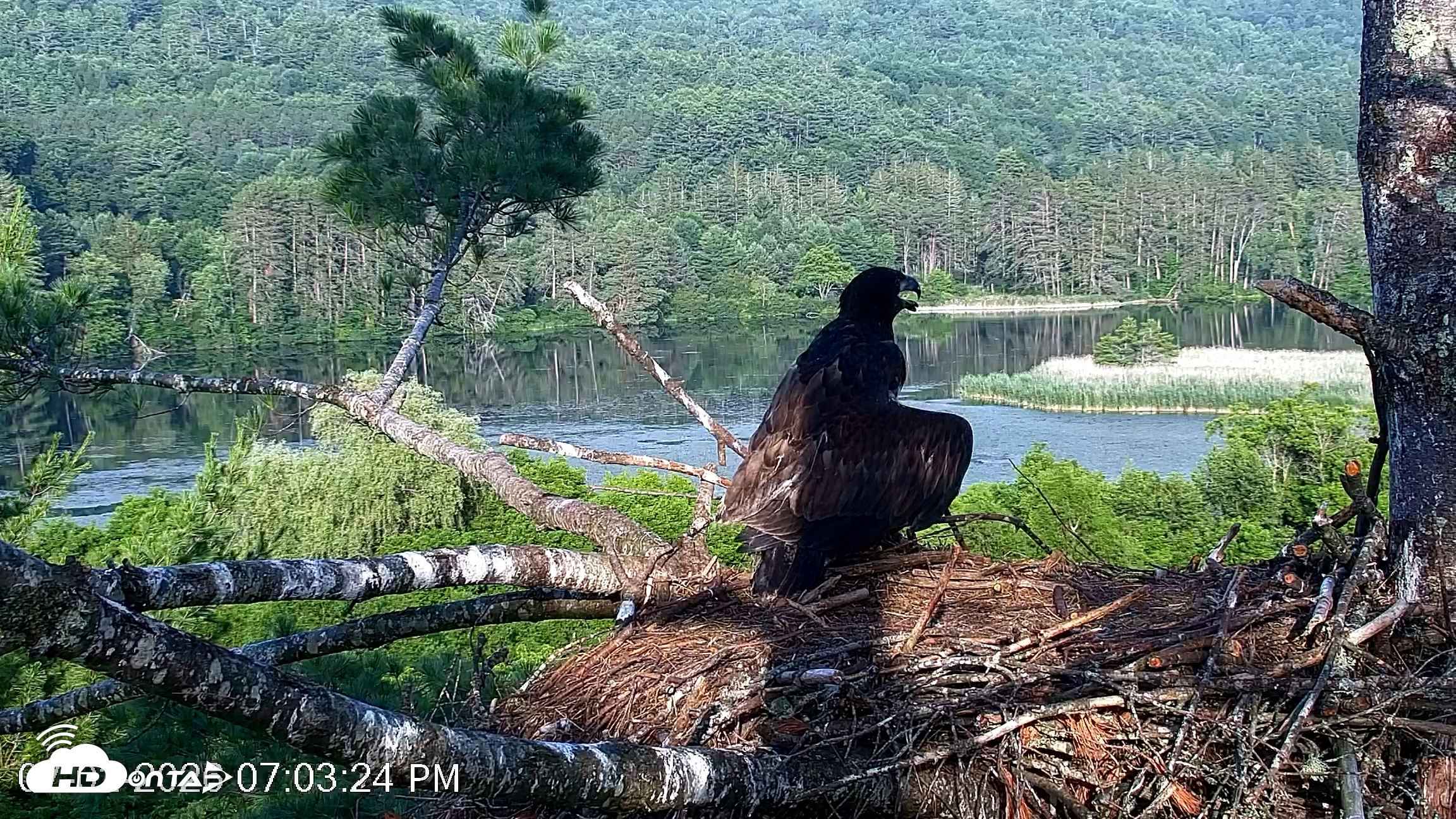 Snapshot of VINS Bald Eagles Nest Live Cams taken Jul 2, 2026, 7:04pm EDT