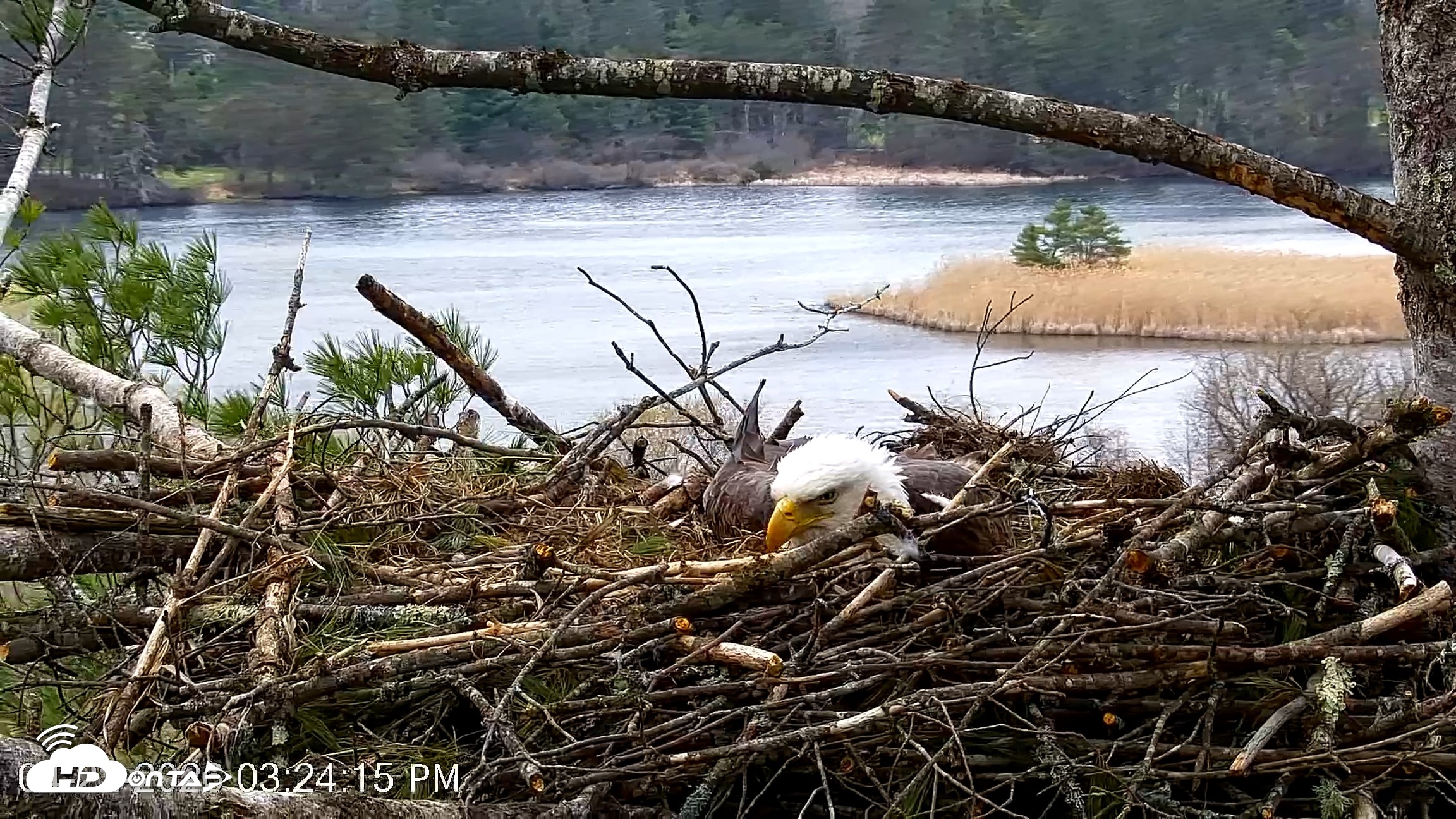 Snapshot of VINS Bald Eagles Nest Live Cams taken Apr 22, 2026, 3:24pm EDT