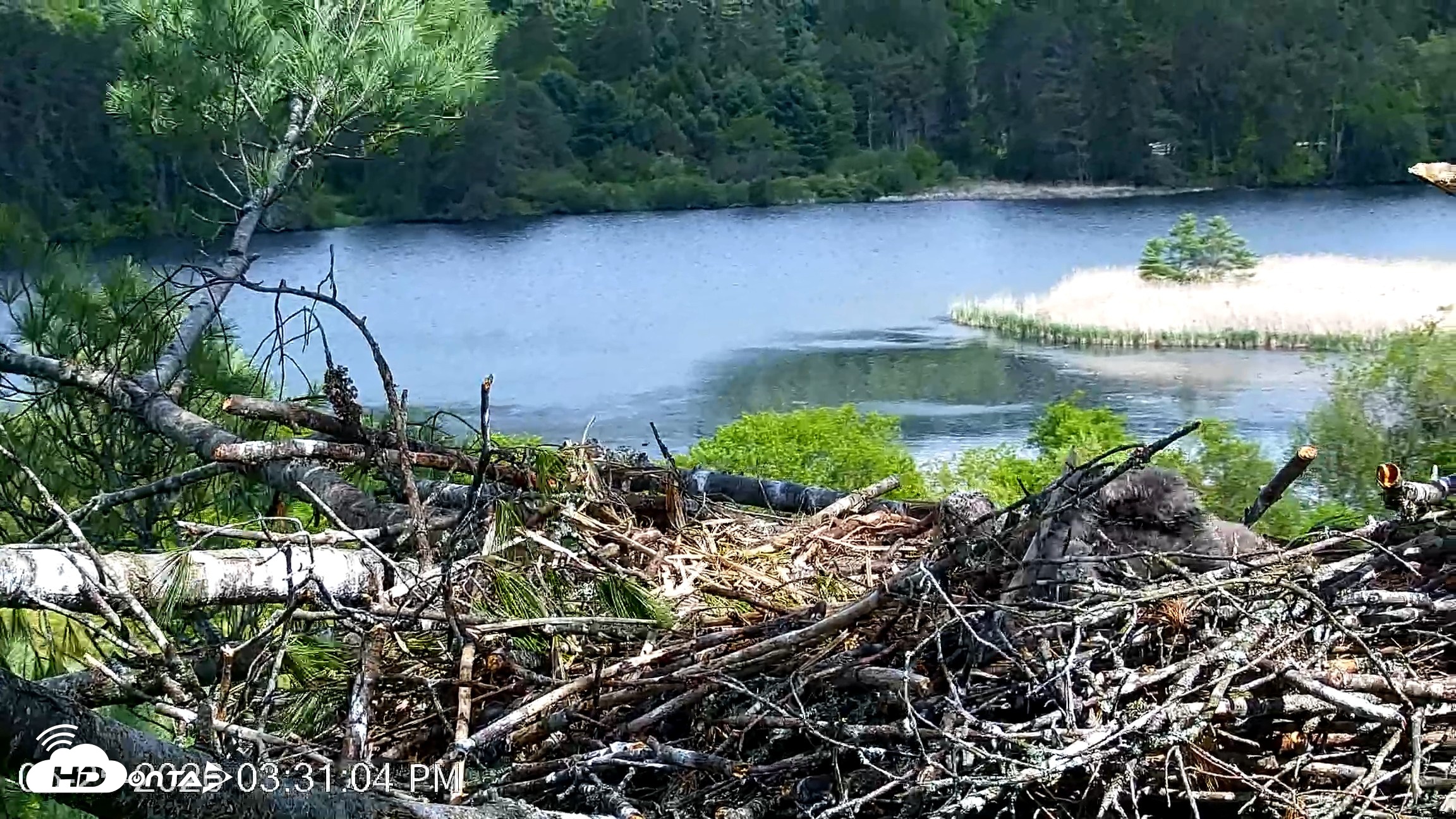 Snapshot of VINS Bald Eagles Nest Live Cams taken May 25, 2026, 3:32pm EDT