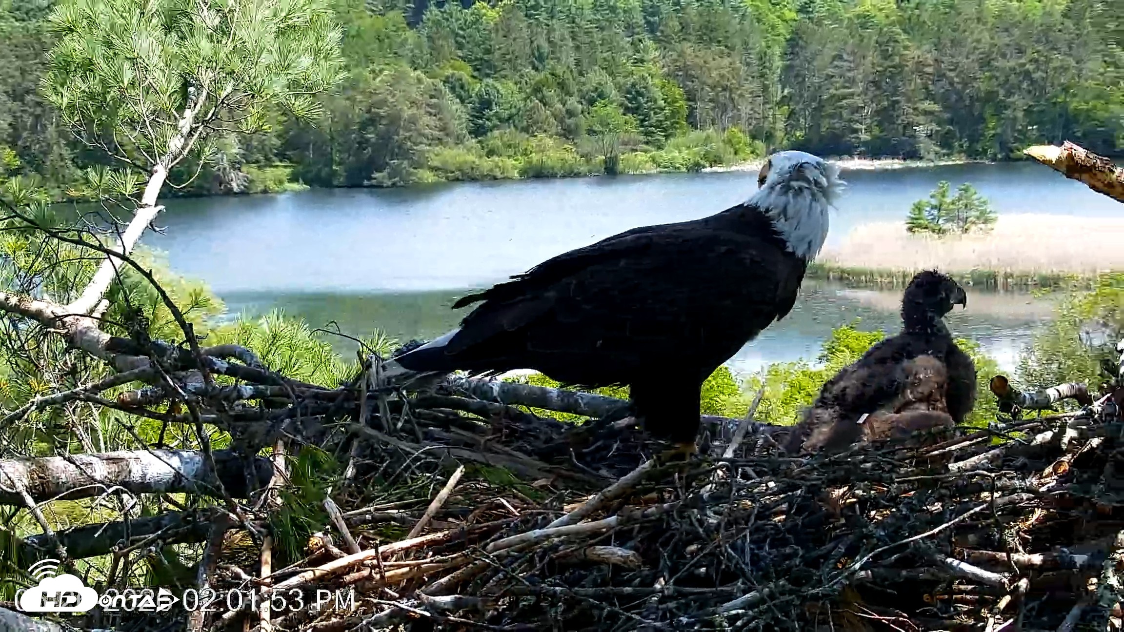 Snapshot of VINS Bald Eagles Nest Live Cams taken May 26, 2026, 2:02pm EDT