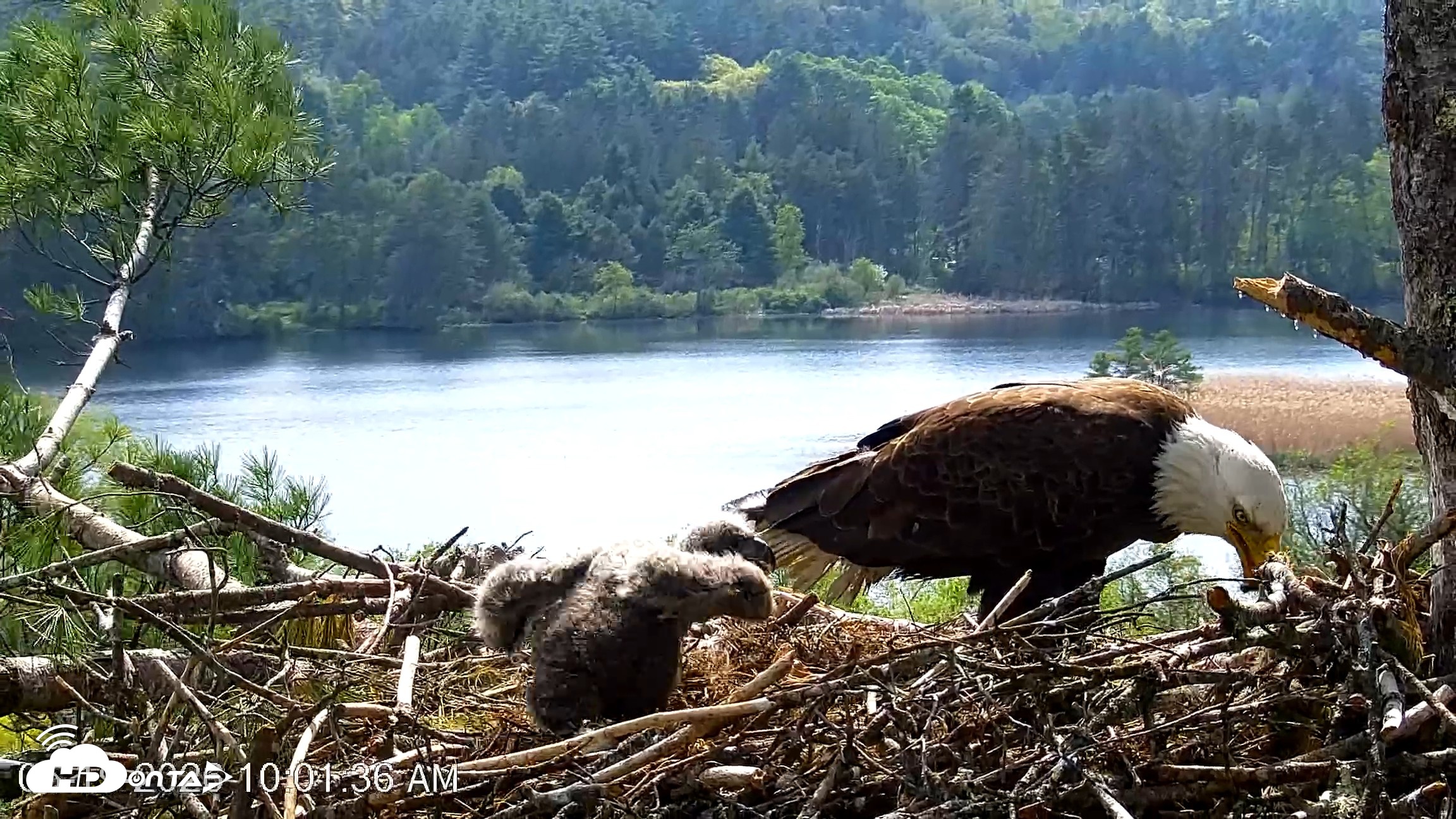 Snapshot of VINS Bald Eagles Nest Live Cams taken May 19, 2026, 10:02am EDT
