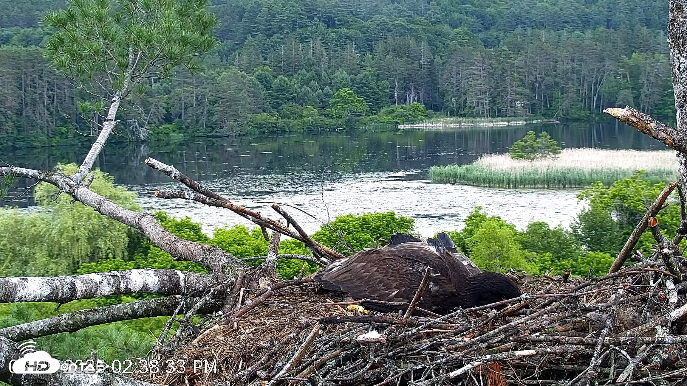 Snapshot of VINS Bald Eagles Nest Live Cams taken Jun 25, 2026, 2:39pm EDT