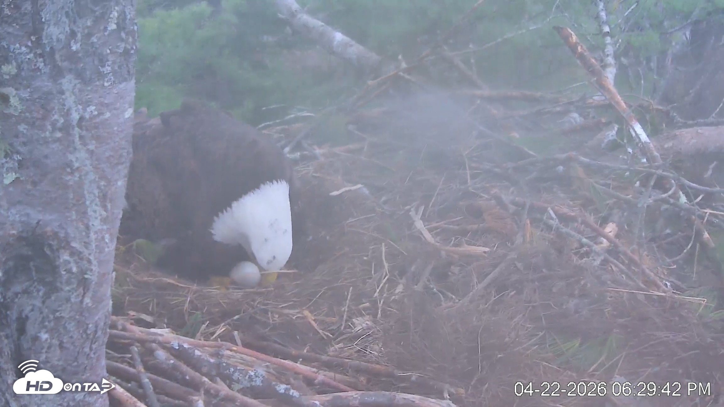 Snapshot of VINS Bald Eagles Nest Live Cams taken Apr 22, 2026, 6:30pm EDT