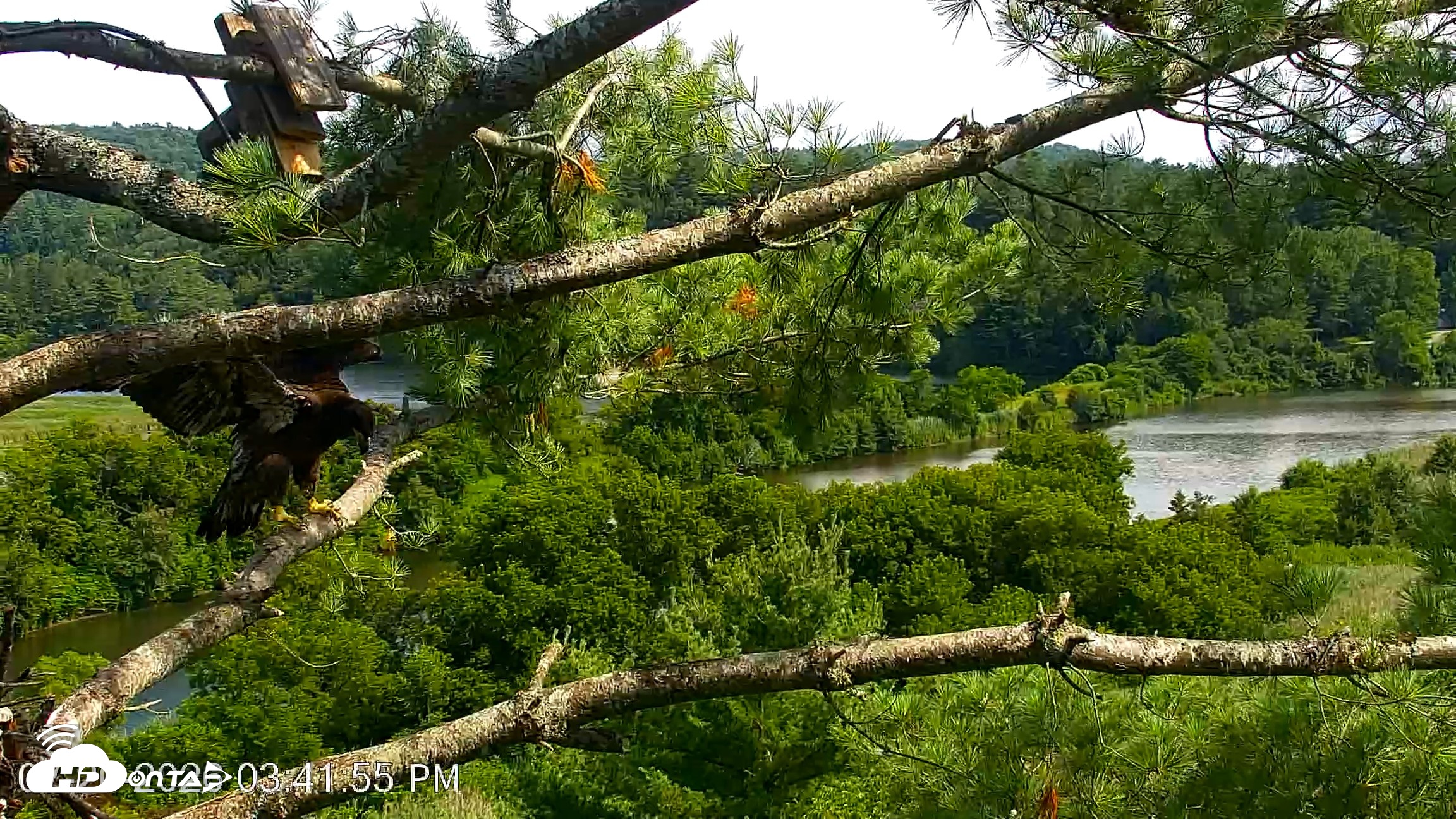 Snapshot of VINS Bald Eagles Nest Live Cams taken Jul 20, 2026, 3:42pm EDT