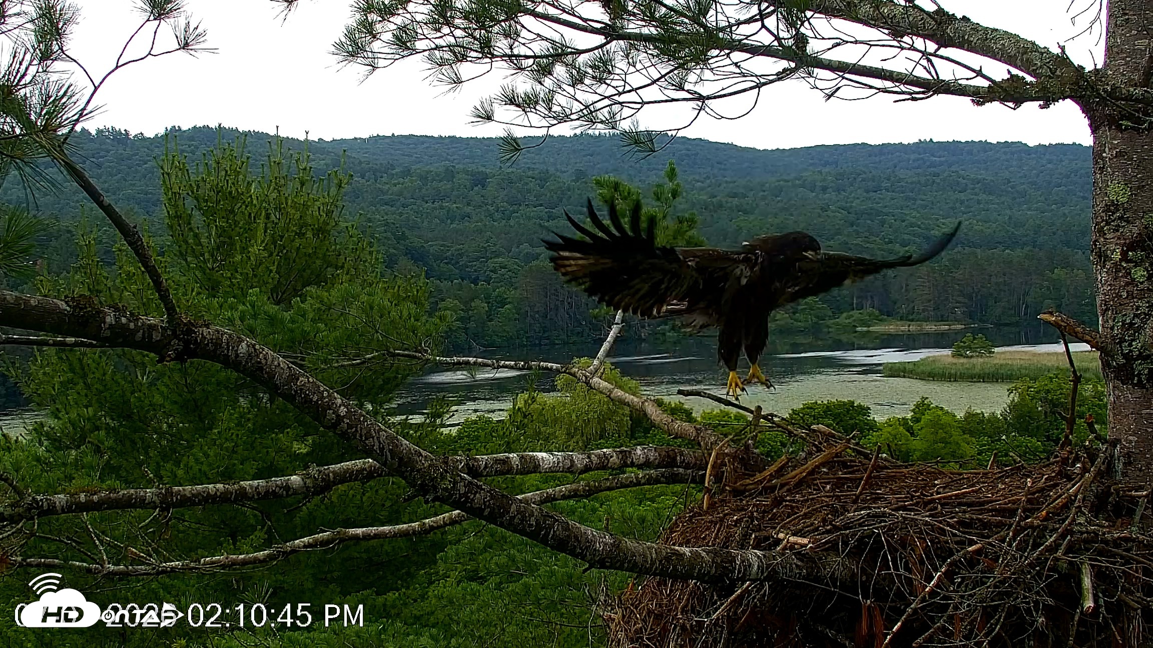 Snapshot of VINS Bald Eagles Nest Live Cams taken Jul 7, 2026, 2:12pm EDT
