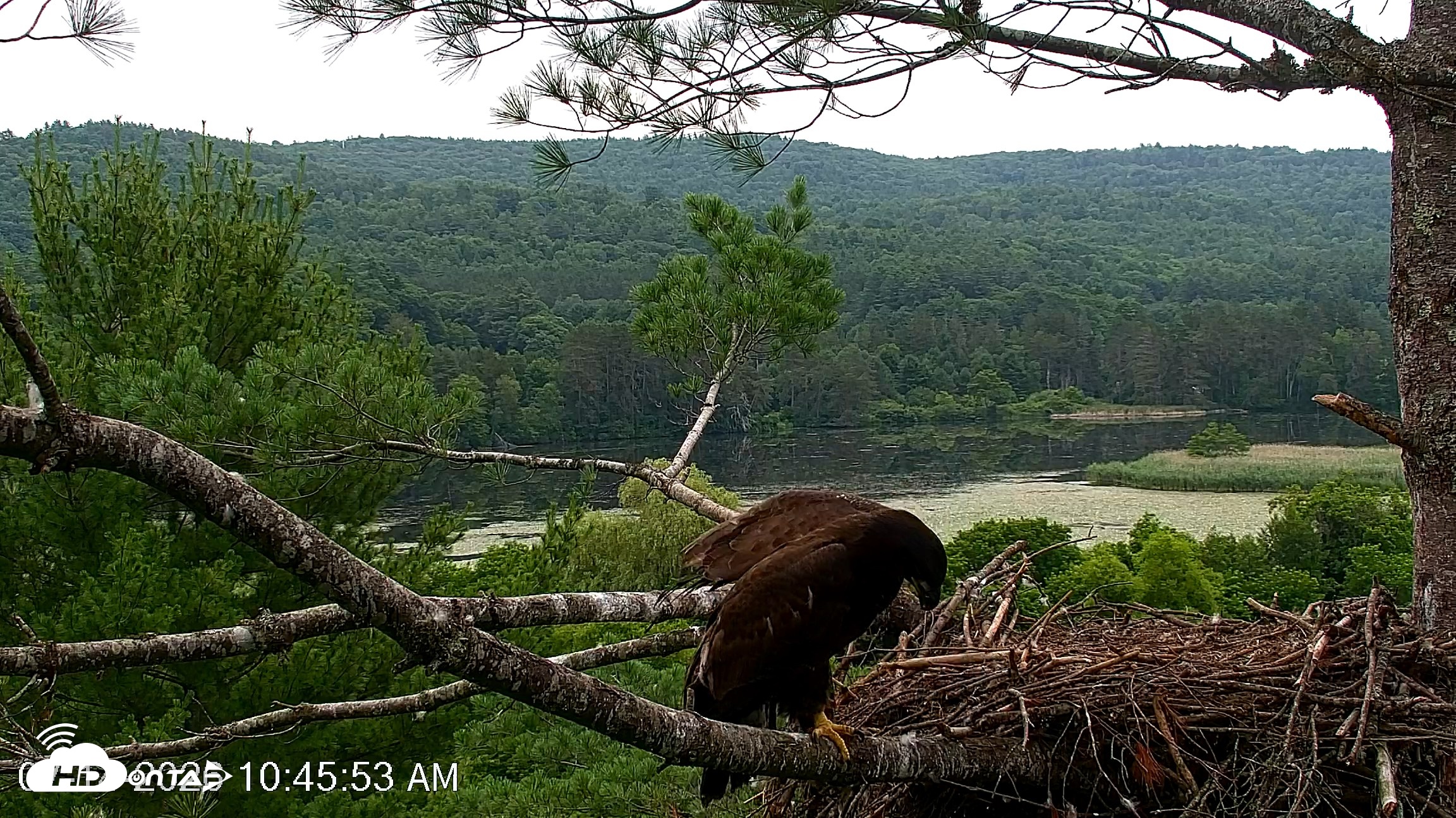 Snapshot of VINS Bald Eagles Nest Live Cams taken Jul 14, 2026, 10:46am EDT