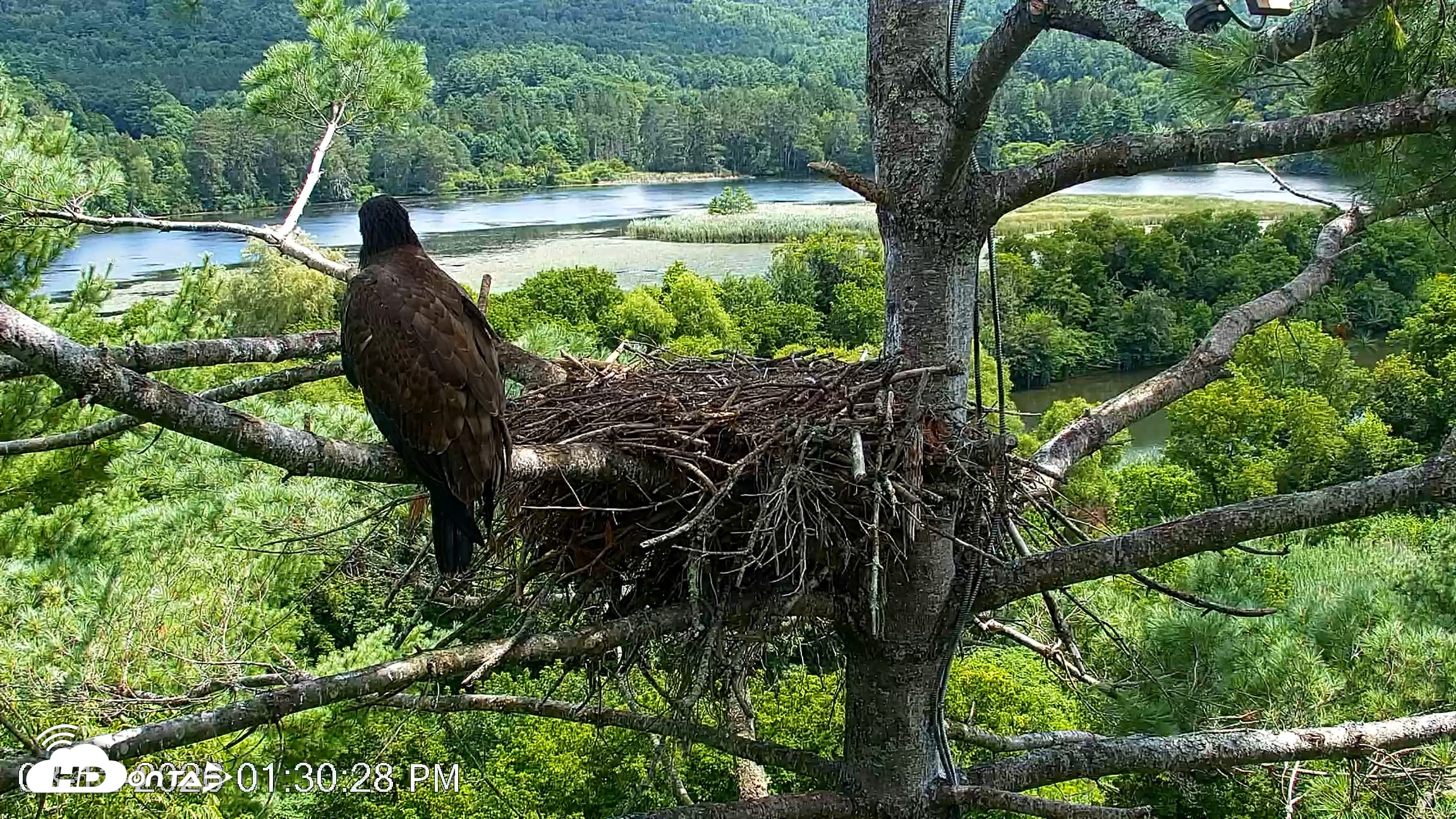Snapshot of VINS Bald Eagles Nest Live Cams taken Aug 12, 2026, 1:31pm EDT