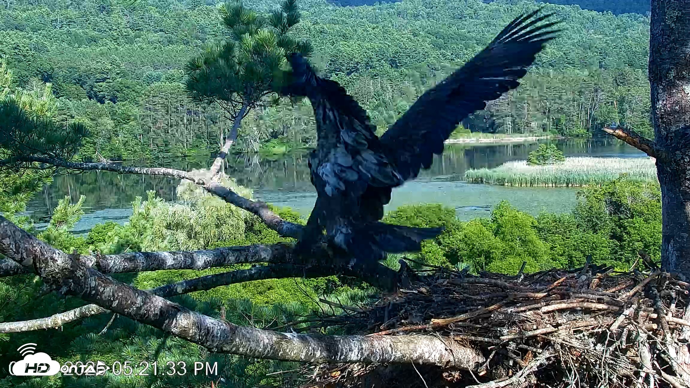 Snapshot of VINS Bald Eagles Nest Live Cams taken Jul 24, 2026, 5:22pm EDT