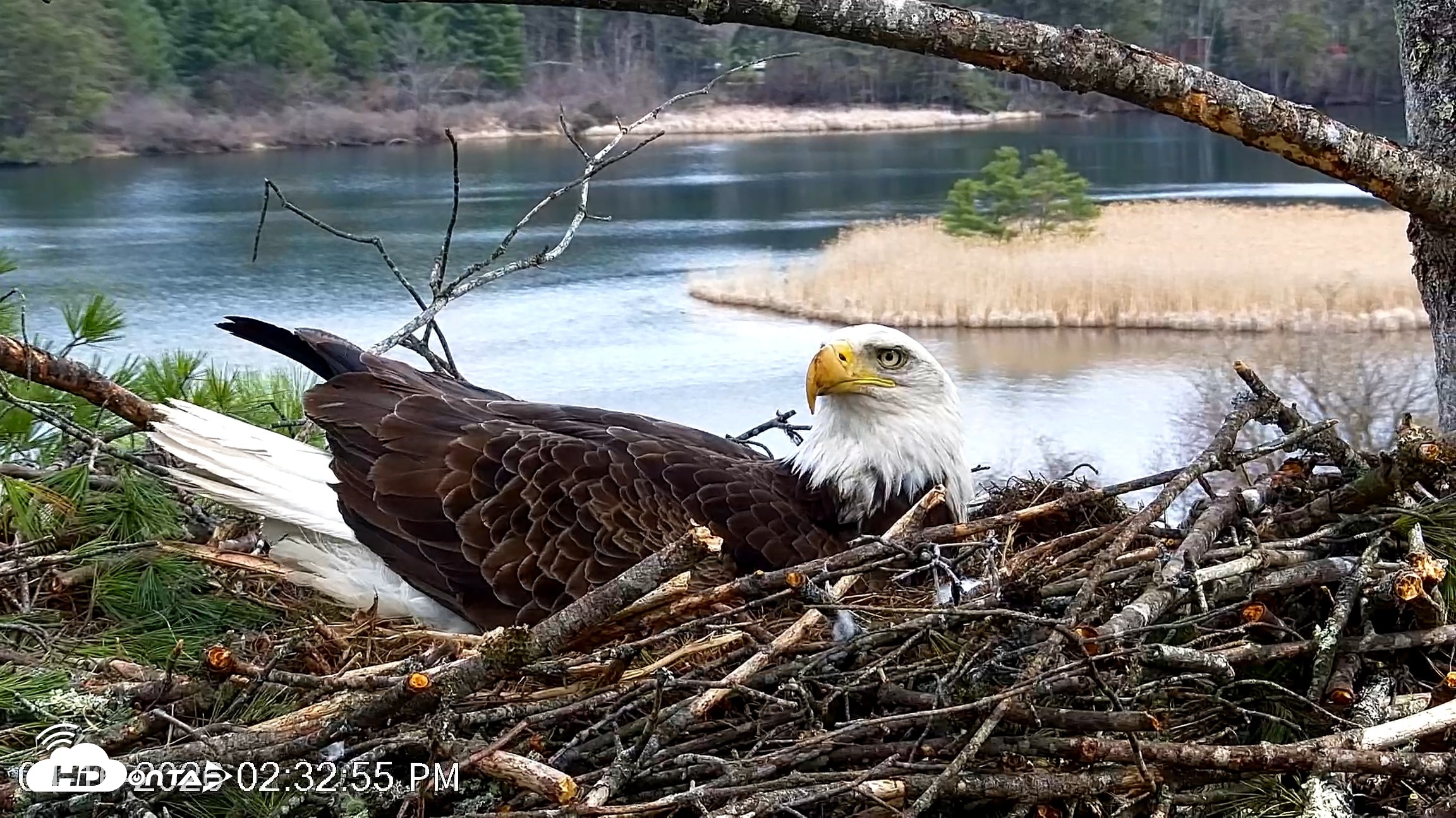 Snapshot of VINS Bald Eagles Nest Live Cams taken Apr 16, 2026, 2:33pm EDT