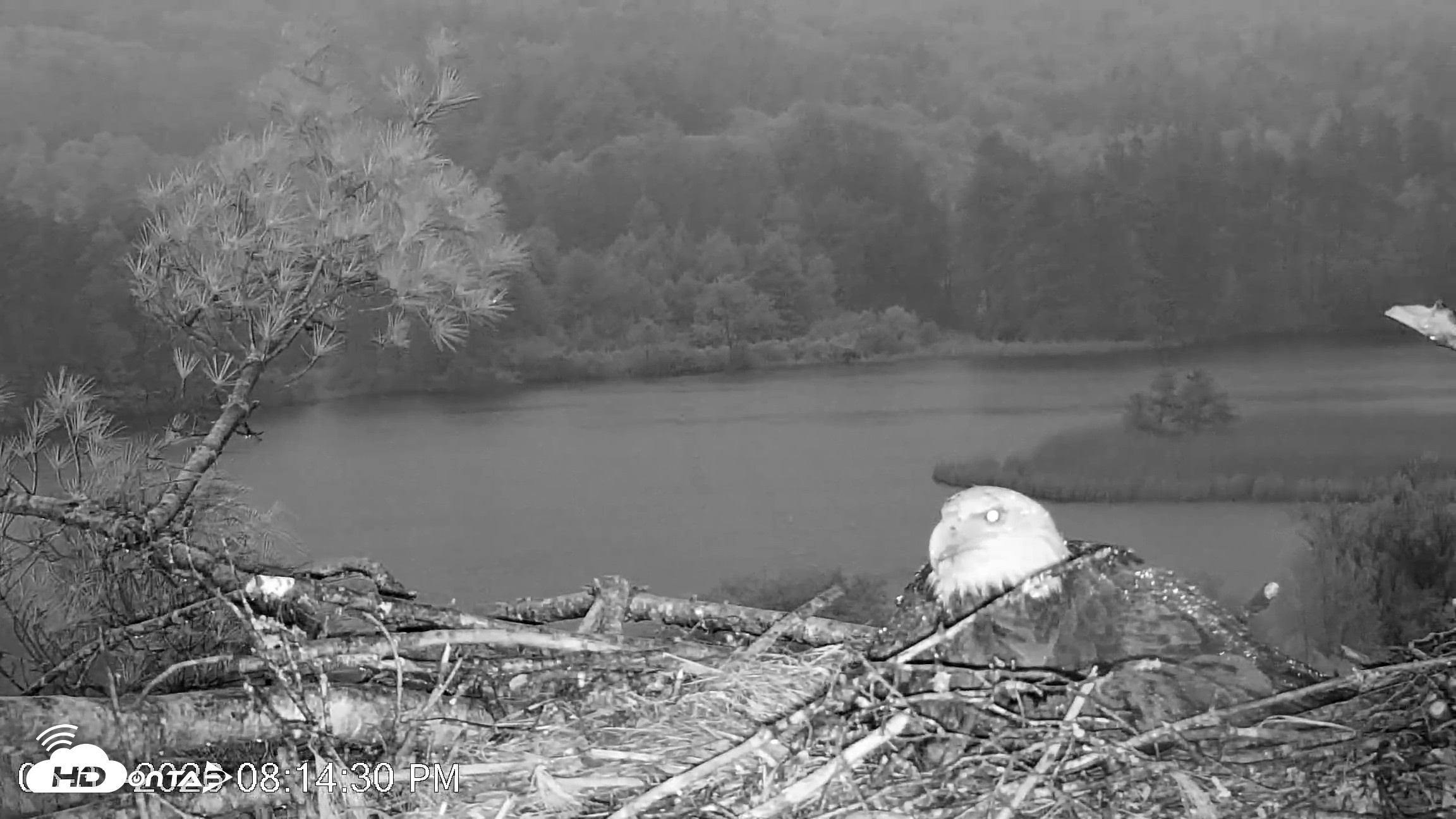 Snapshot of VINS Bald Eagles Nest Live Cams taken May 31, 2026, 8:15pm EDT