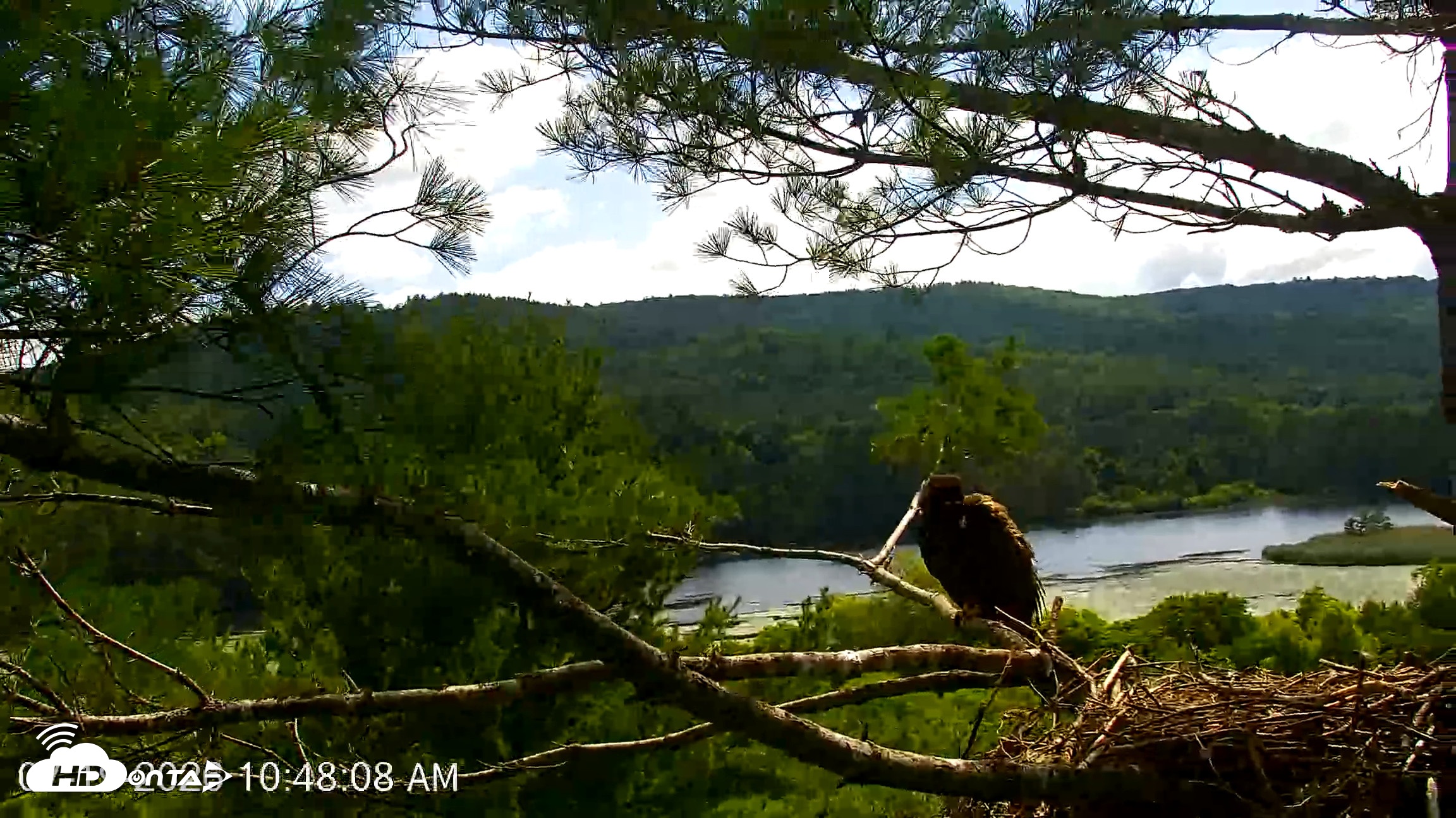 Snapshot of VINS Bald Eagles Nest Live Cams taken Jul 19, 2026, 10:49am EDT
