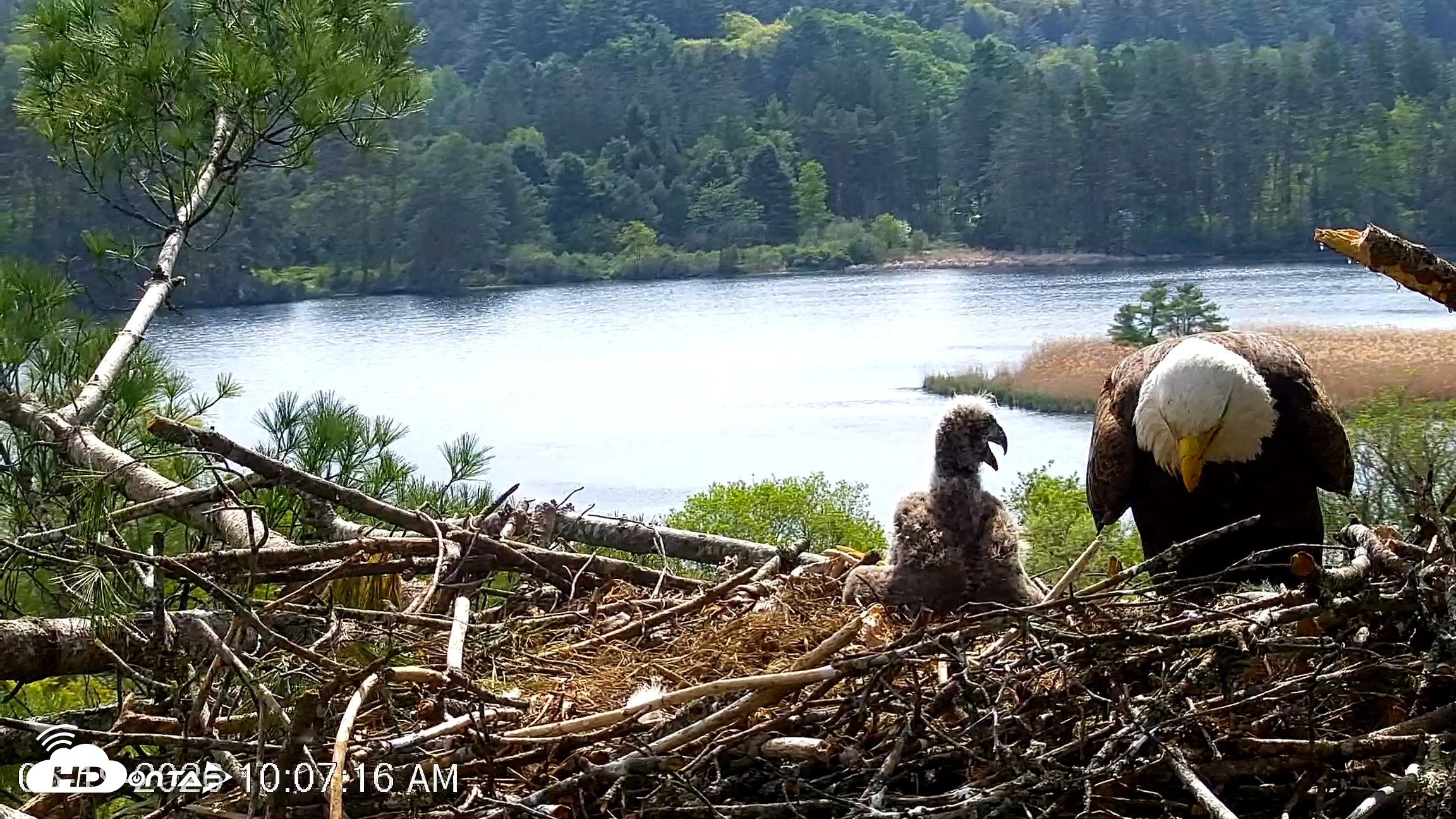 Snapshot of VINS Bald Eagles Nest Live Cams taken May 19, 2026, 10:08am EDT