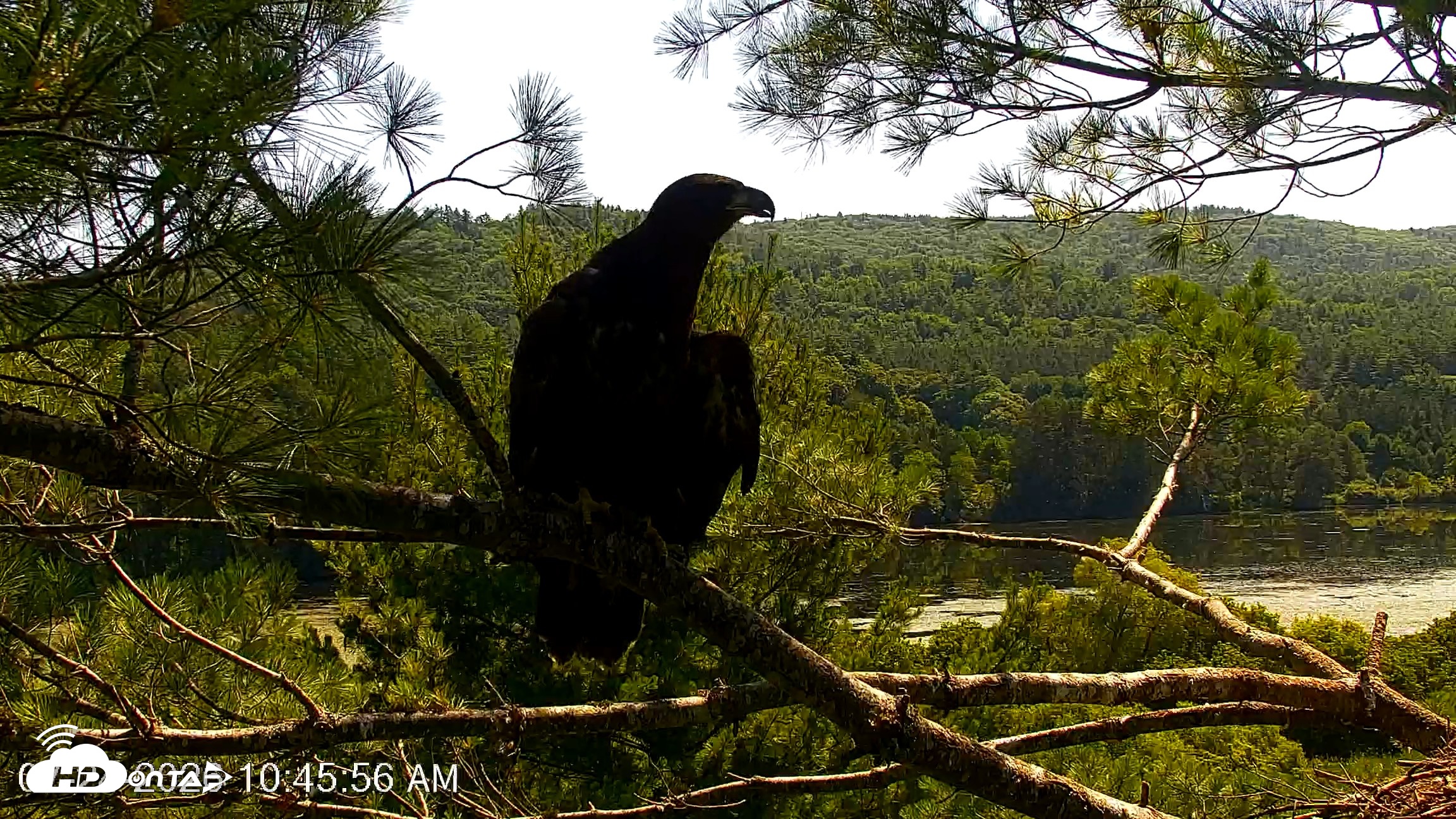 Snapshot of VINS Bald Eagles Nest Live Cams taken Jul 24, 2026, 10:46am EDT