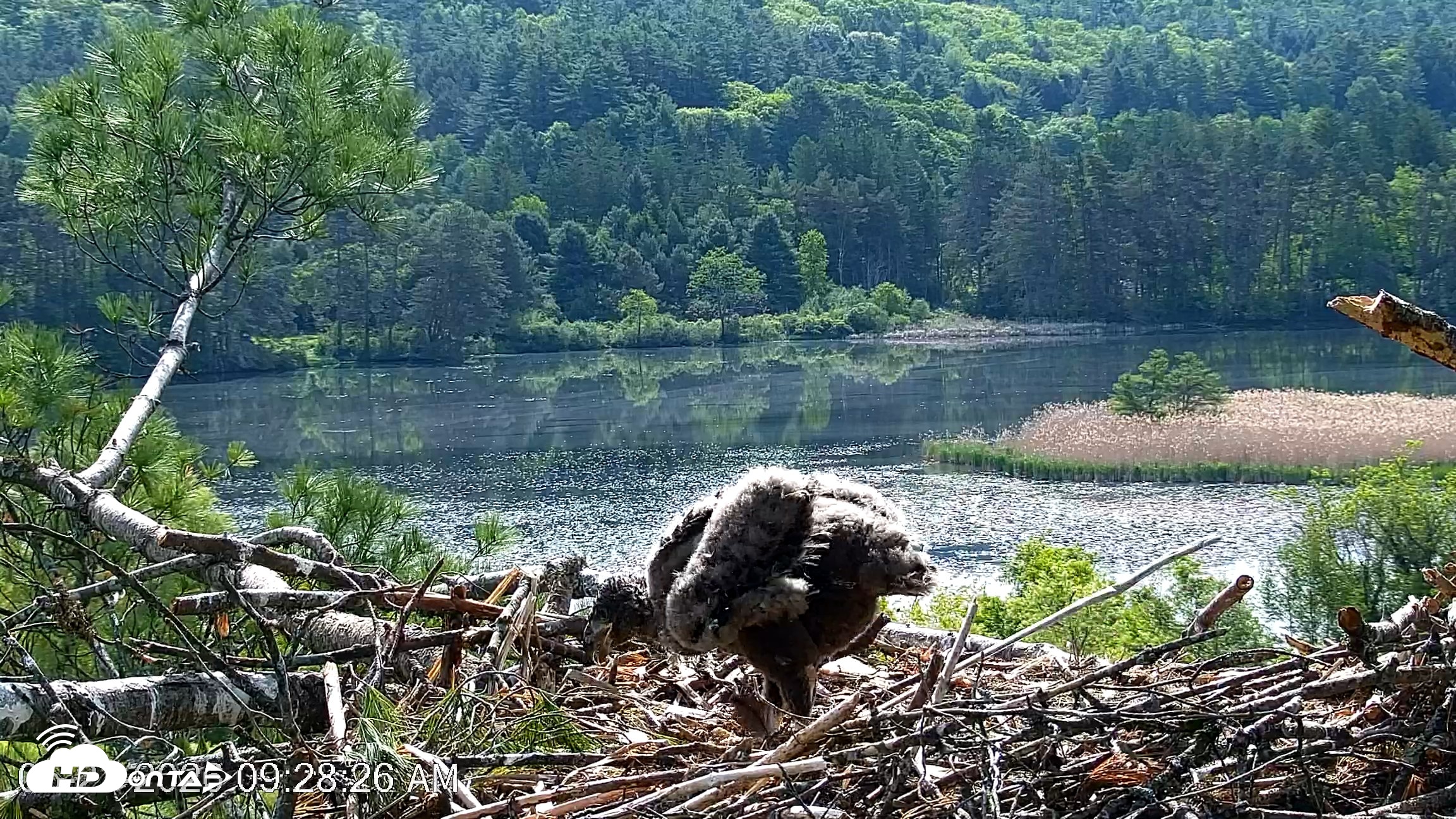 Snapshot of VINS Bald Eagles Nest Live Cams taken May 27, 2026, 9:29am EDT