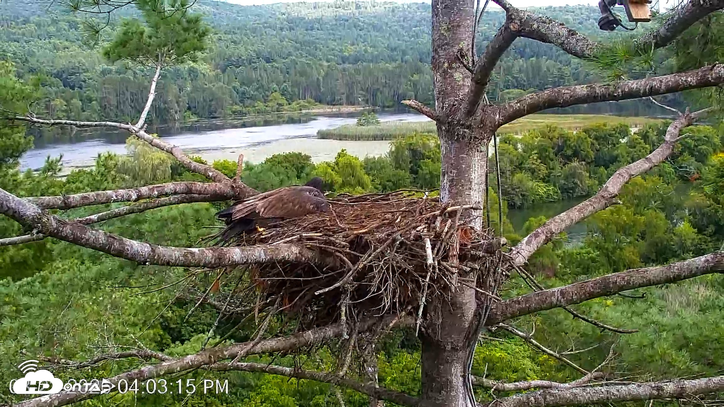 Snapshot of VINS Bald Eagles Nest Live Cams taken Aug 22, 2026, 4:04pm EDT