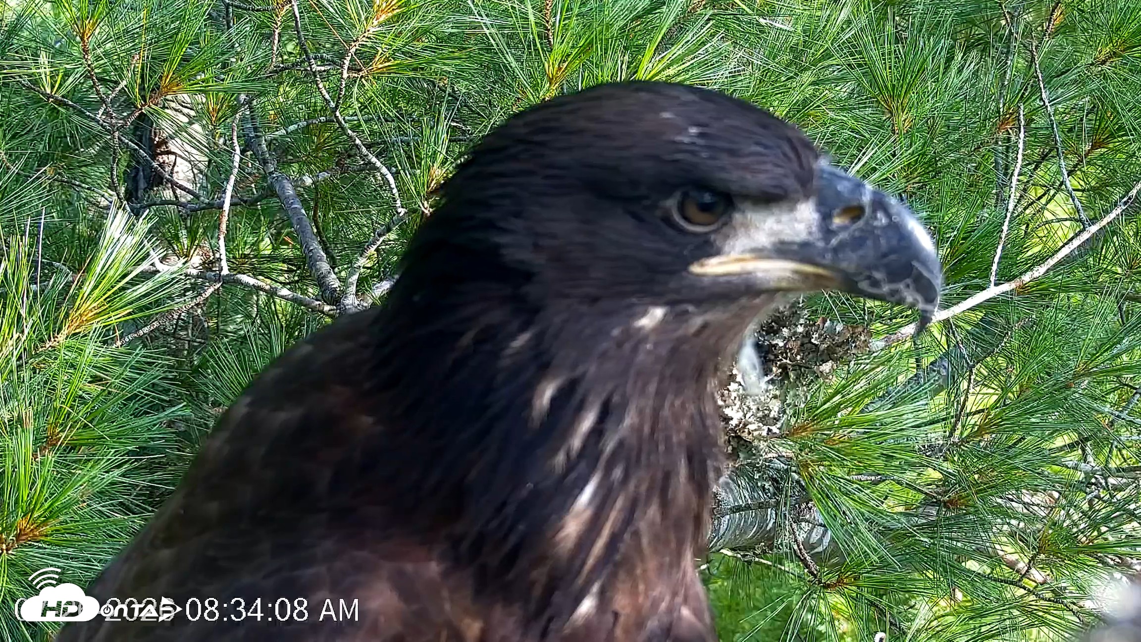 Snapshot of VINS Bald Eagles Nest Live Cams taken Jul 26, 2026, 8:34am EDT