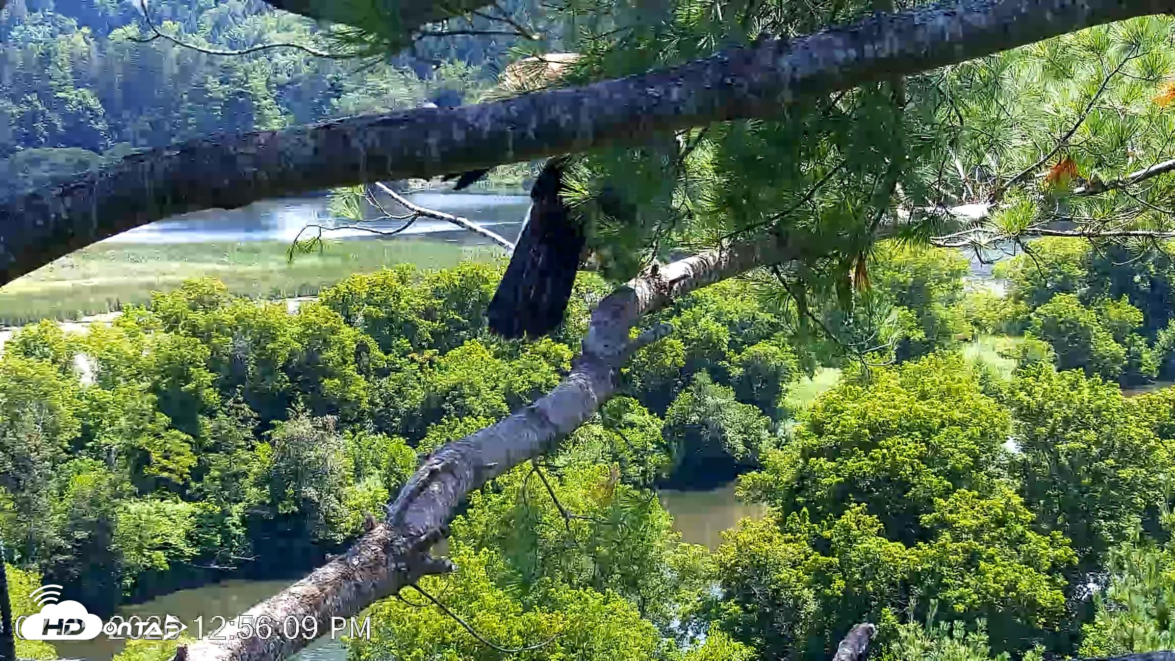 Snapshot of VINS Bald Eagles Nest Live Cams taken Jul 25, 2026, 12:57pm EDT