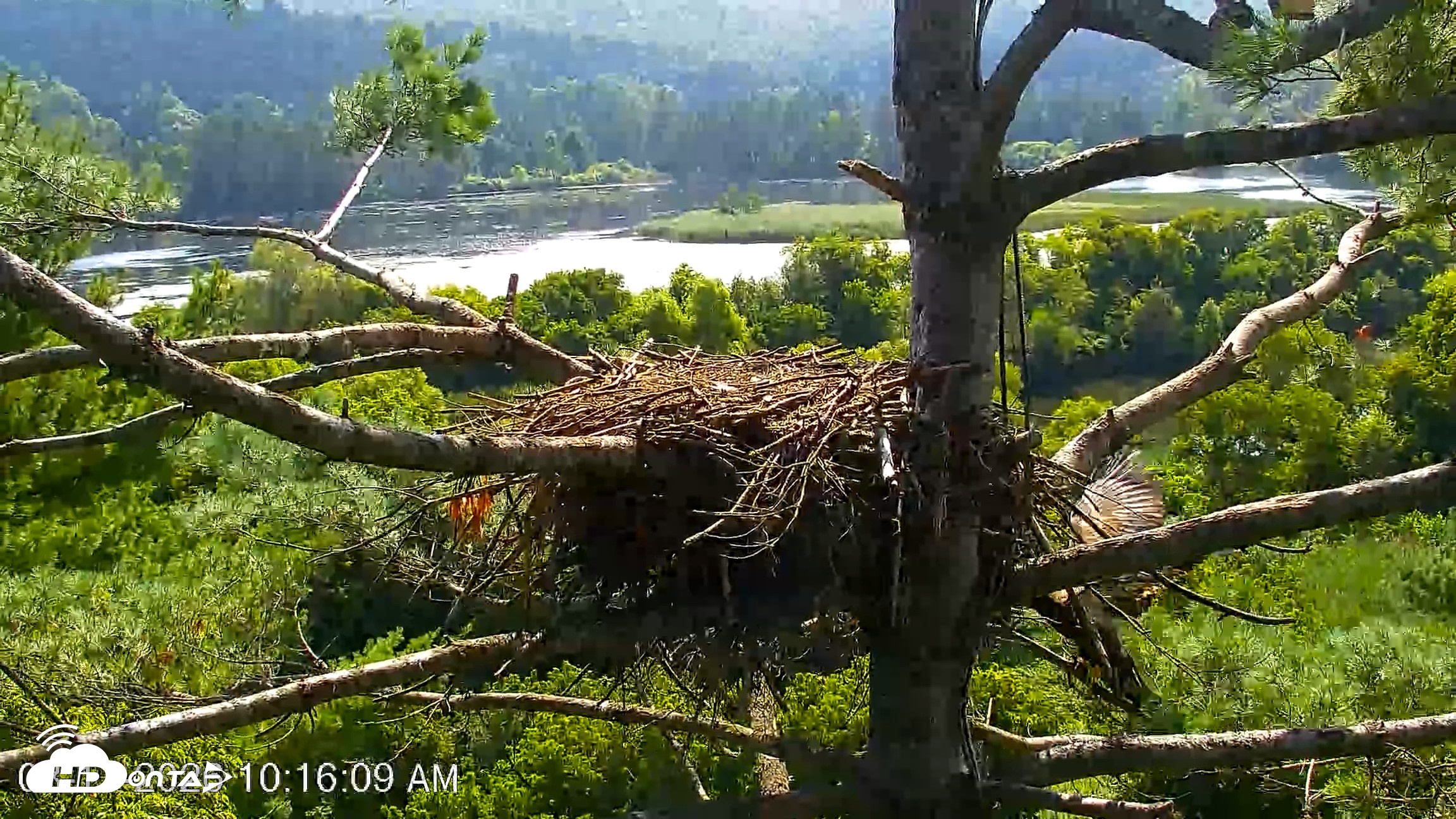 Snapshot of VINS Bald Eagles Nest Live Cams taken Aug 11, 2026, 10:17am EDT