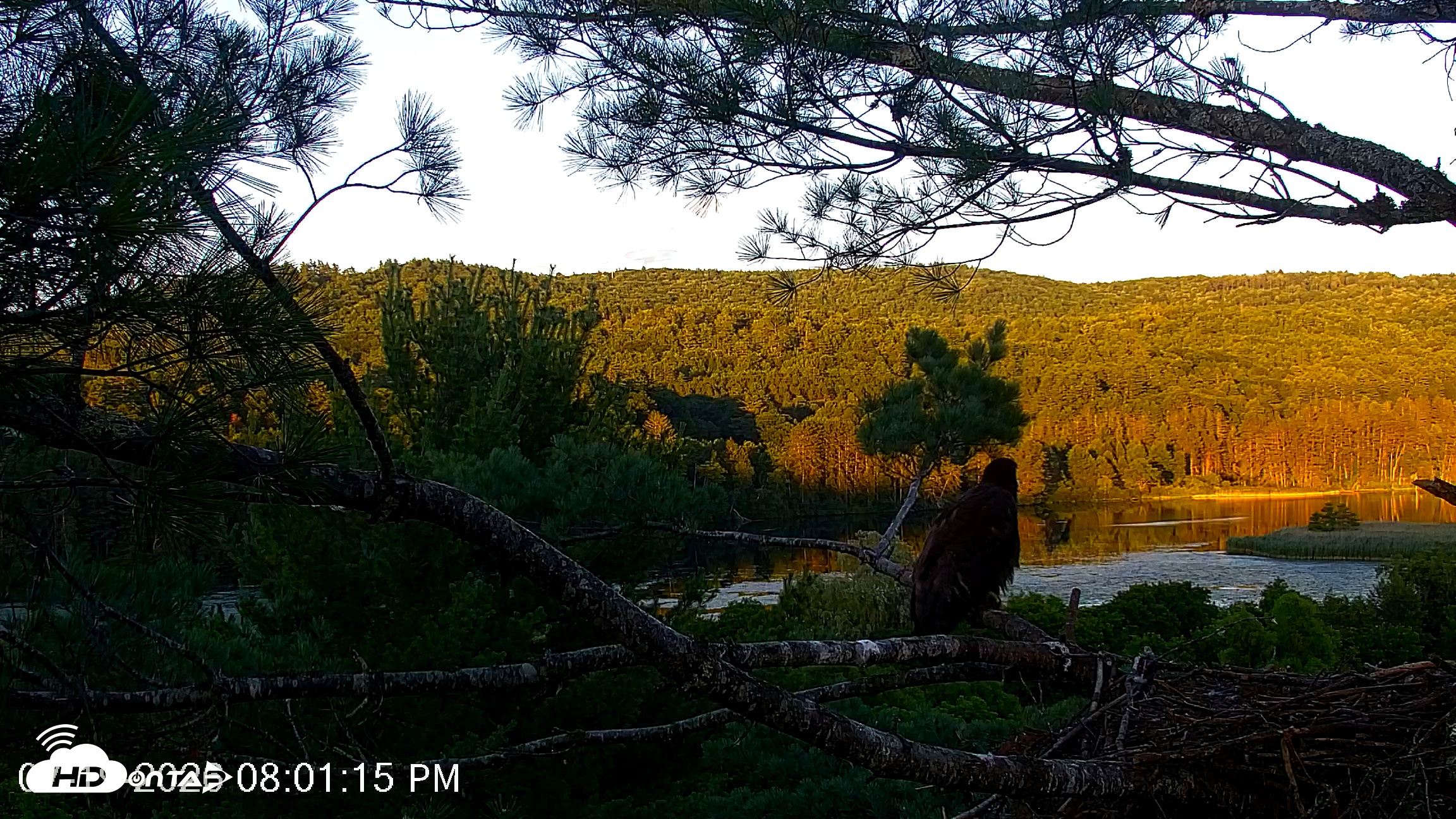 Snapshot of VINS Bald Eagles Nest Live Cams taken Jul 19, 2026, 8:02pm EDT