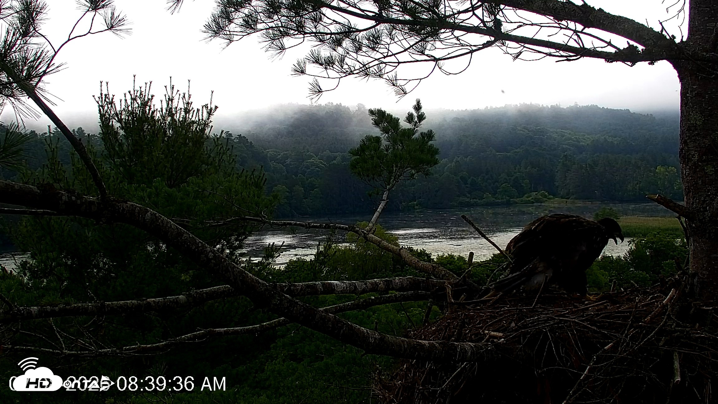 Snapshot of VINS Bald Eagles Nest Live Cams taken Jul 8, 2026, 8:40am EDT