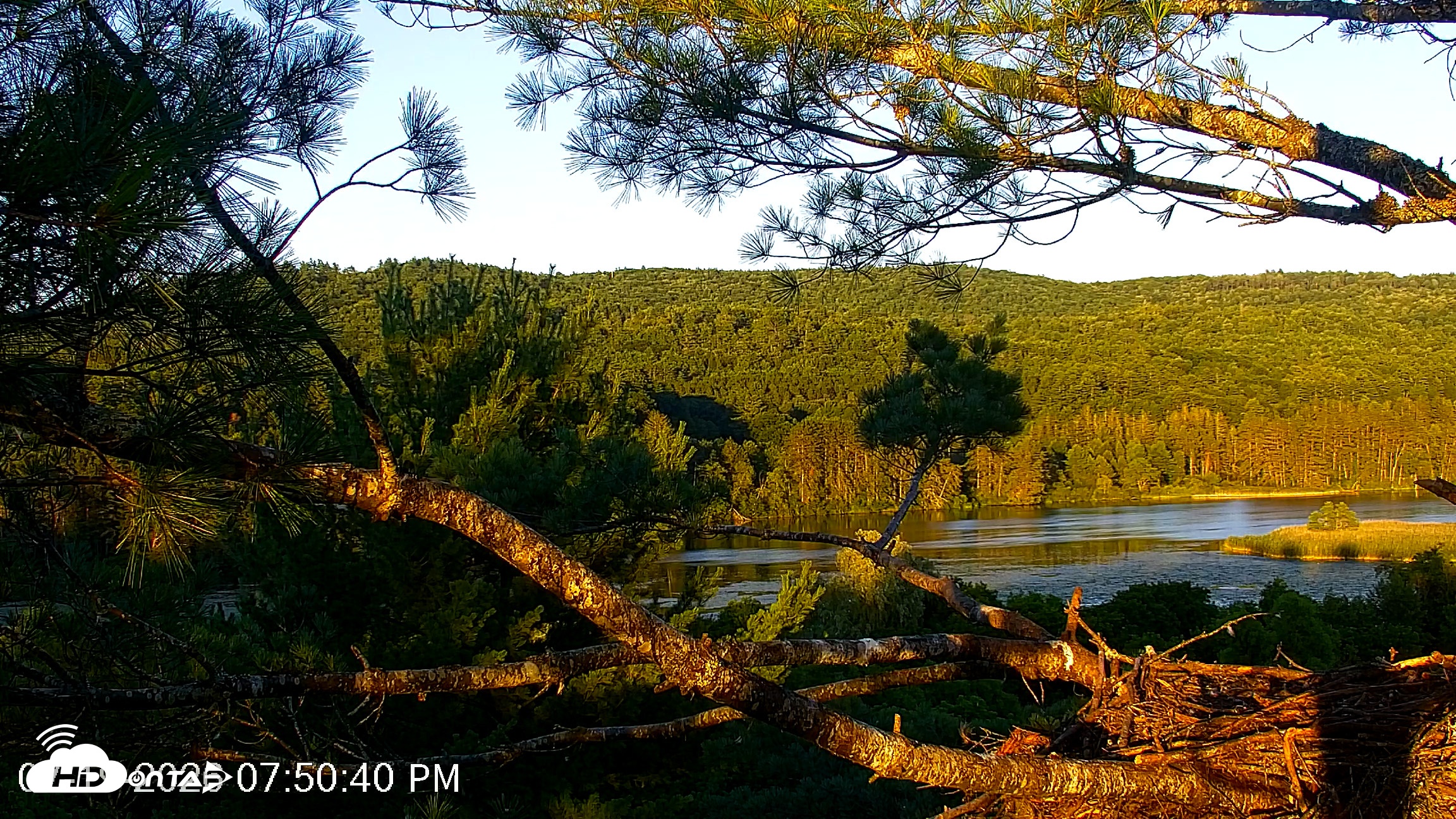 Snapshot of VINS Bald Eagles Nest Live Cams taken Jul 19, 2026, 7:51pm EDT