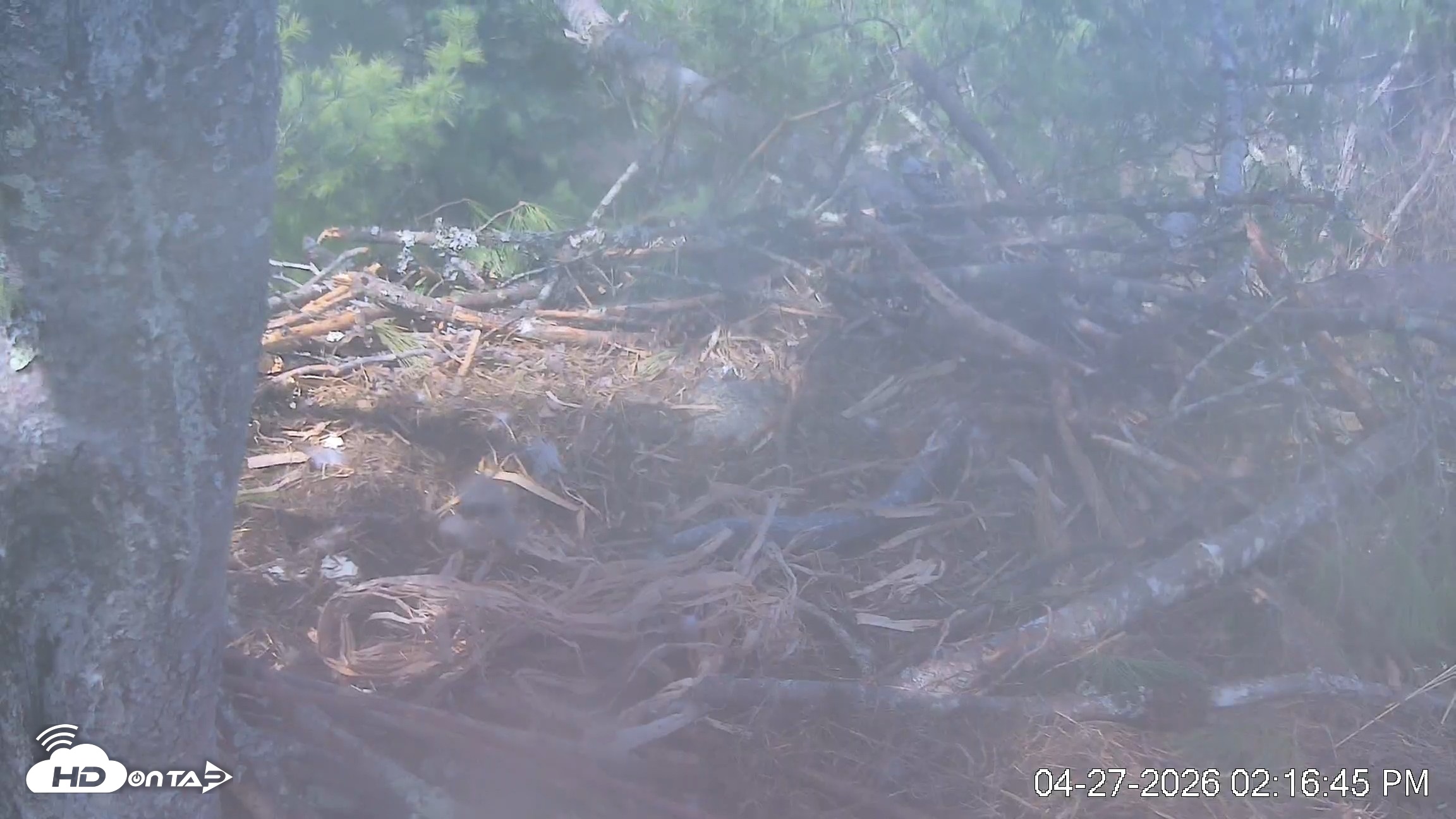 Snapshot of VINS Bald Eagles Nest Live Cams taken Apr 27, 2026, 2:17pm EDT