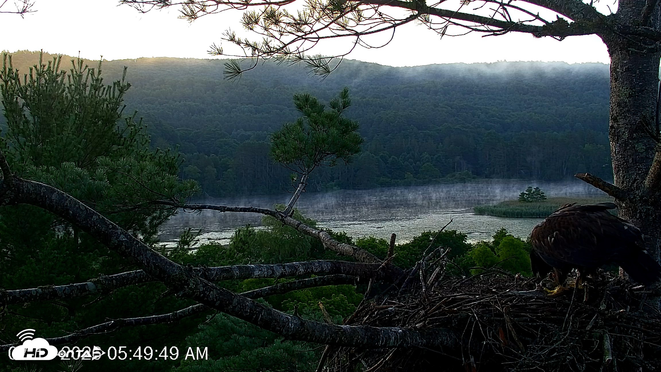 Snapshot of VINS Bald Eagles Nest Live Cams taken Jul 17, 2026, 5:50am EDT