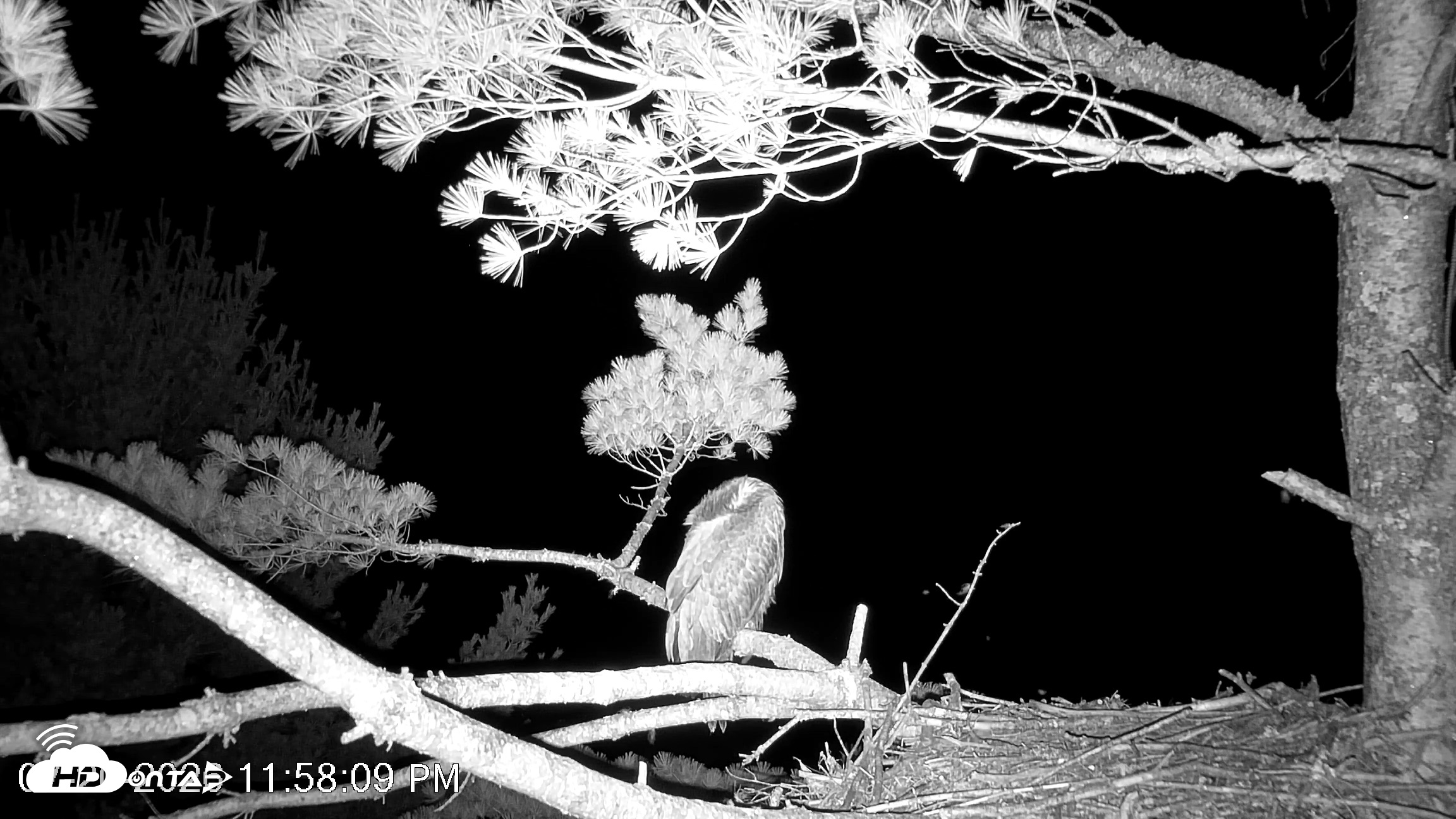 Snapshot of VINS Bald Eagles Nest Live Cams taken Jul 20, 2026, 11:58pm EDT