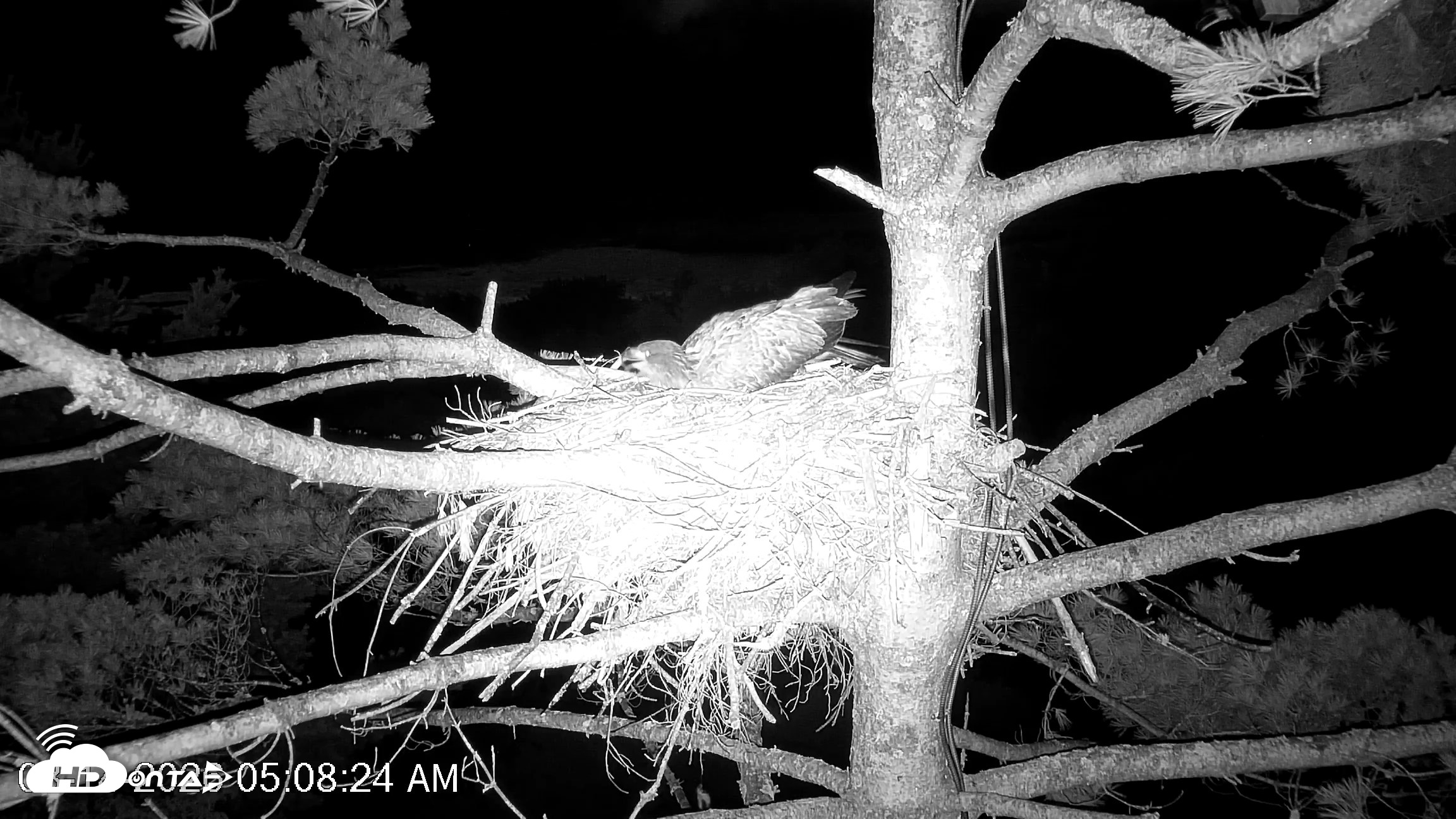 Snapshot of VINS Bald Eagles Nest Live Cams taken Aug 14, 2026, 5:09am EDT
