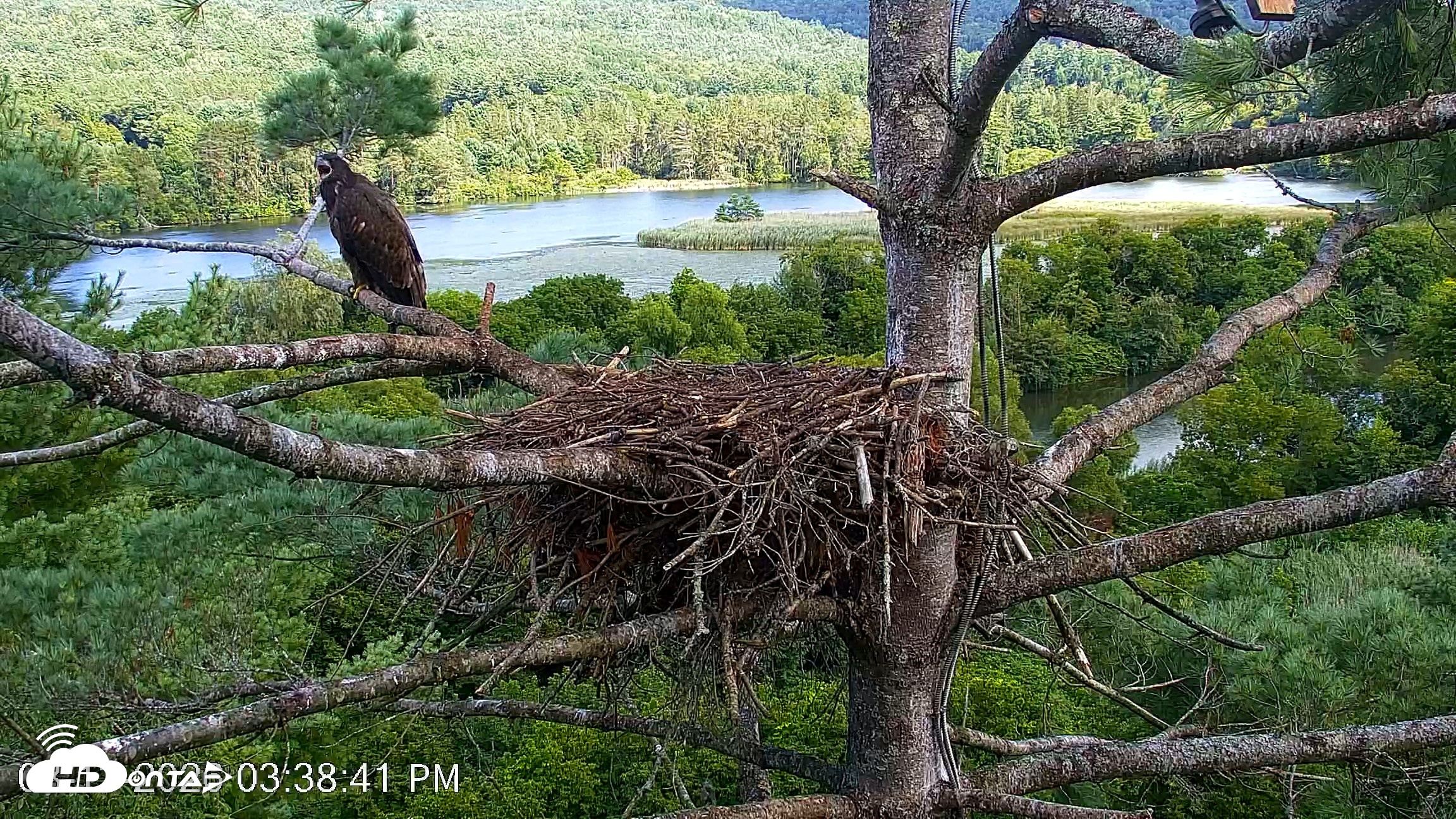 Snapshot of VINS Bald Eagles Nest Live Cams taken Aug 13, 2026, 3:40pm EDT