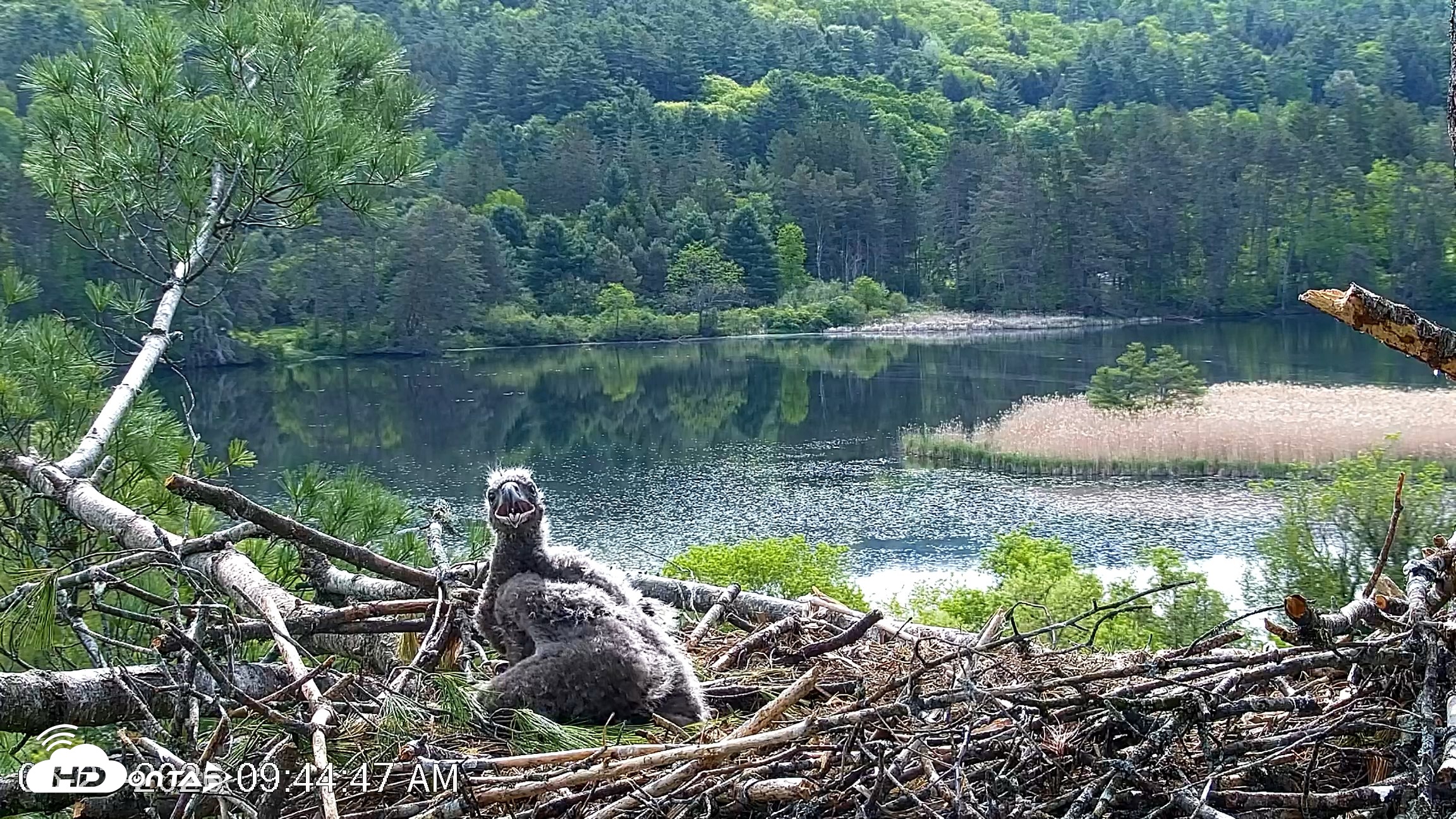 Snapshot of VINS Bald Eagles Nest Live Cams taken May 23, 2026, 9:45am EDT