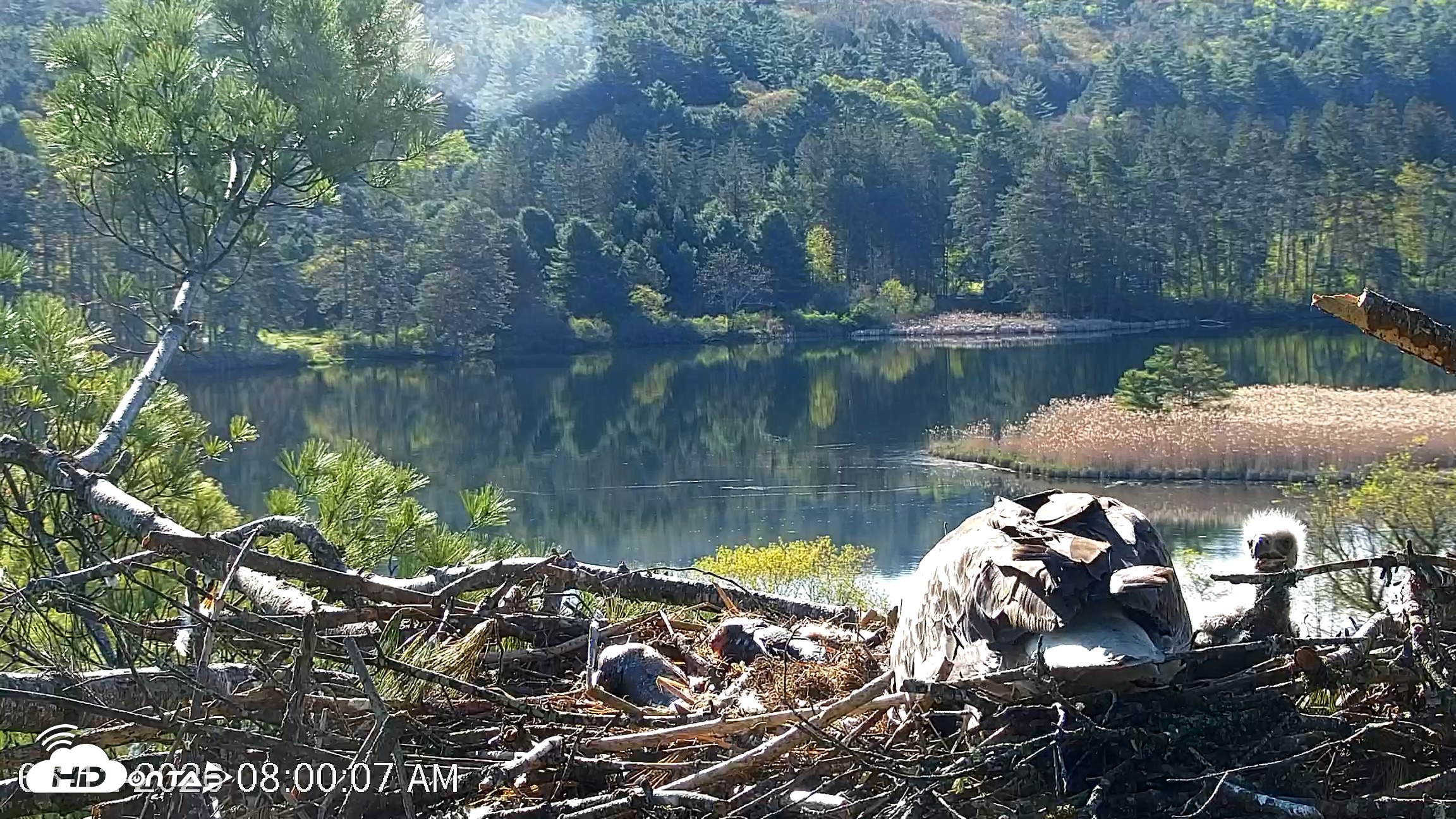 Snapshot of VINS Bald Eagles Nest Live Cams taken May 12, 2026, 8:00am EDT