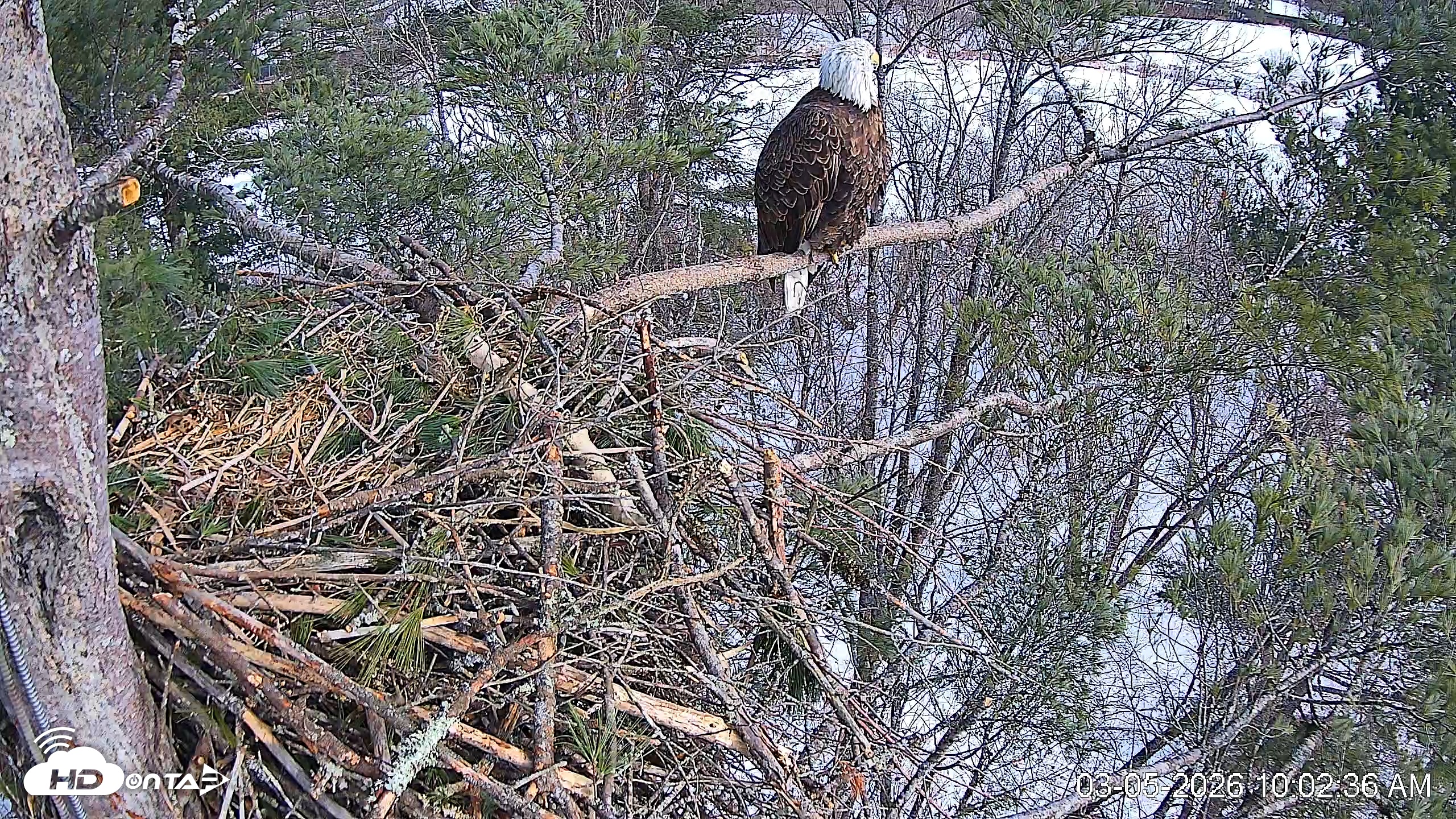 Snapshot of VINS Bald Eagles Nest Live Cams taken Mar 5, 2026, 10:03am EST