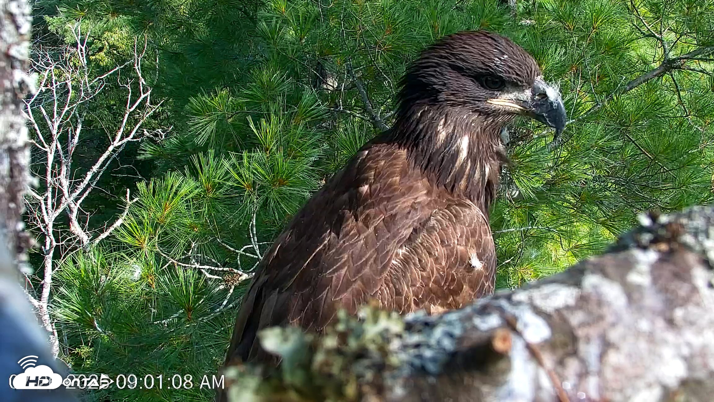 Snapshot of VINS Bald Eagles Nest Live Cams taken Jul 26, 2026, 9:01am EDT