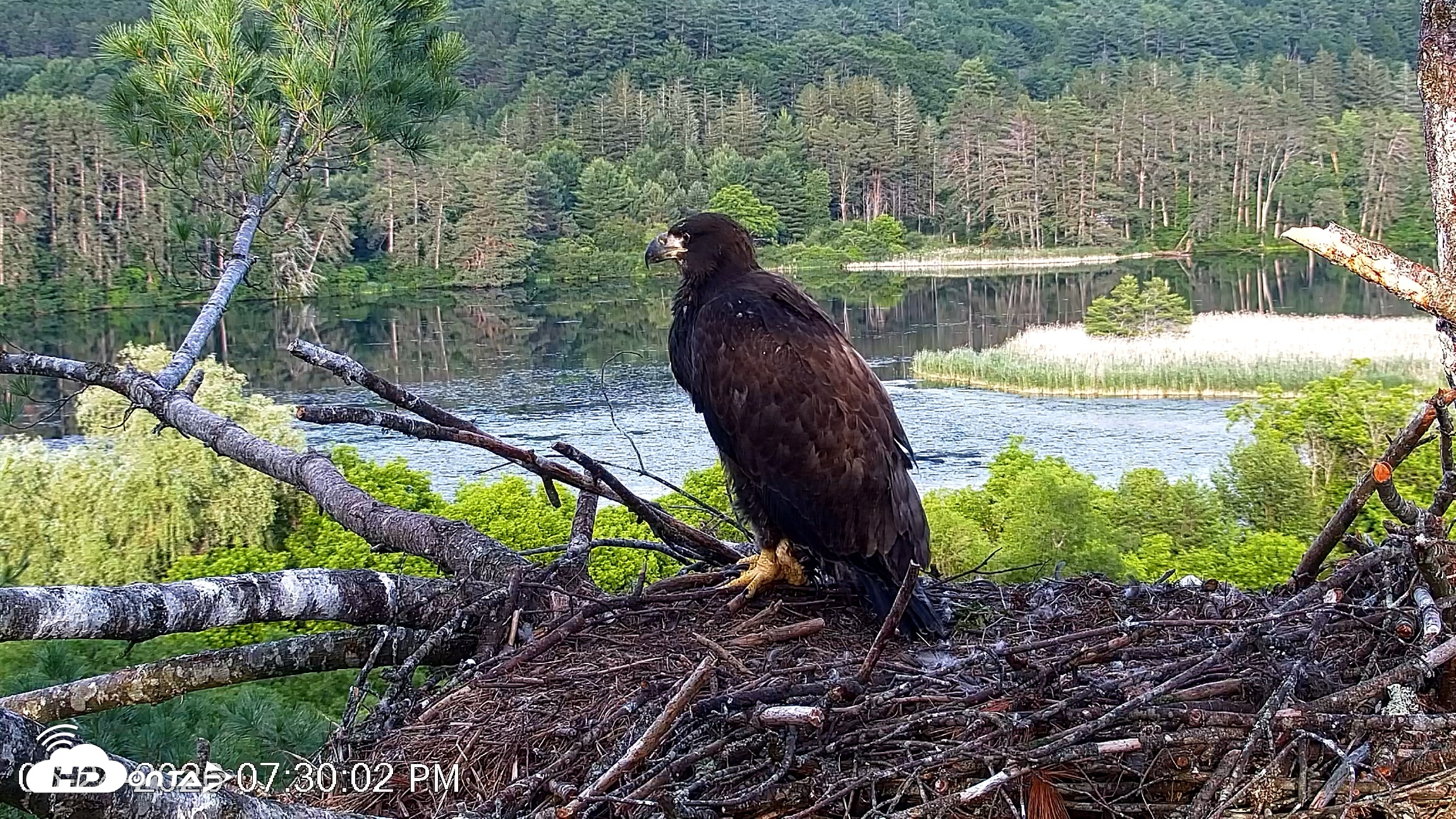 Snapshot of VINS Bald Eagles Nest Live Cams taken Jun 24, 2026, 7:30pm EDT