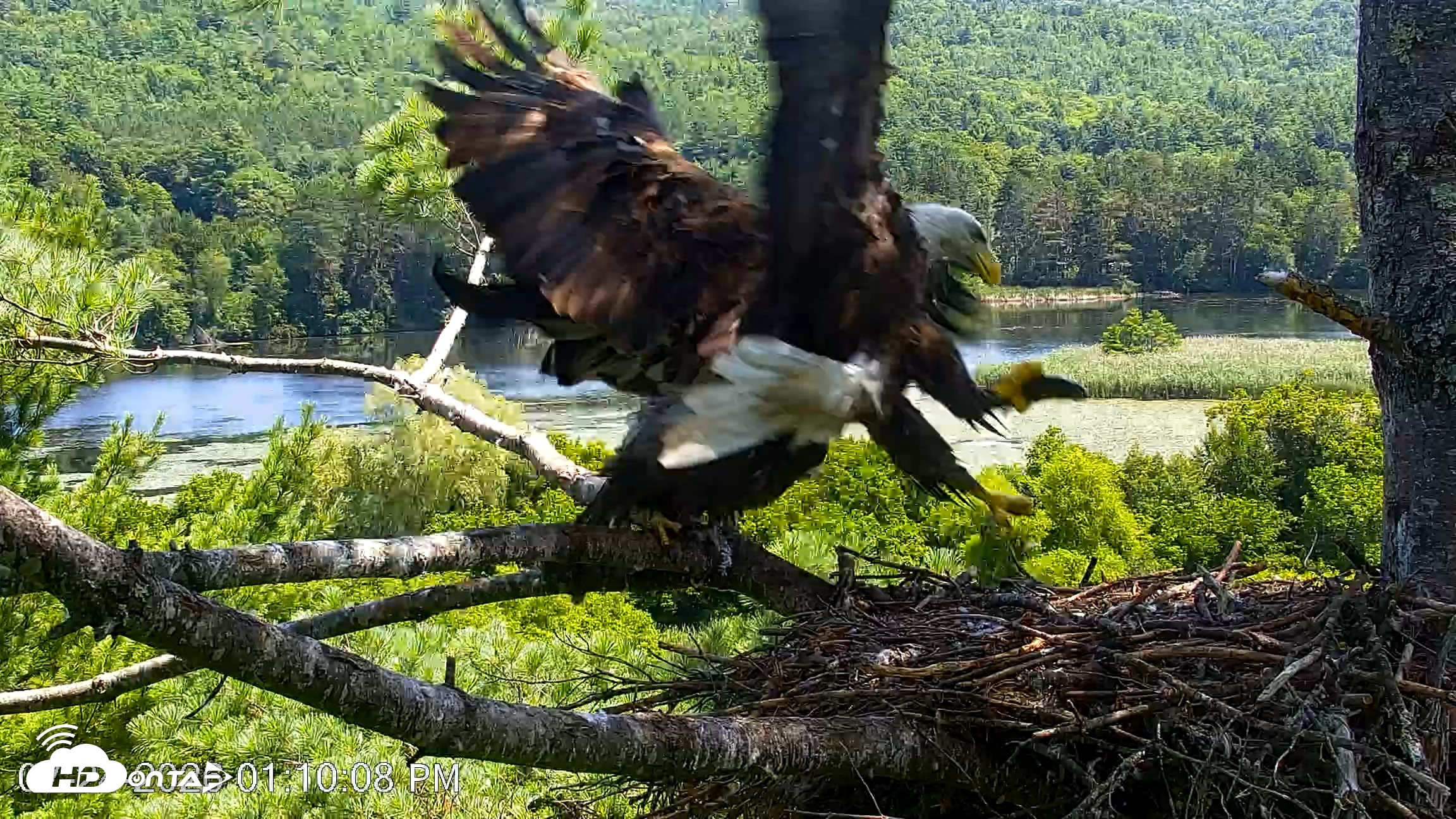 Snapshot of VINS Bald Eagles Nest Live Cams taken Jul 24, 2026, 1:10pm EDT