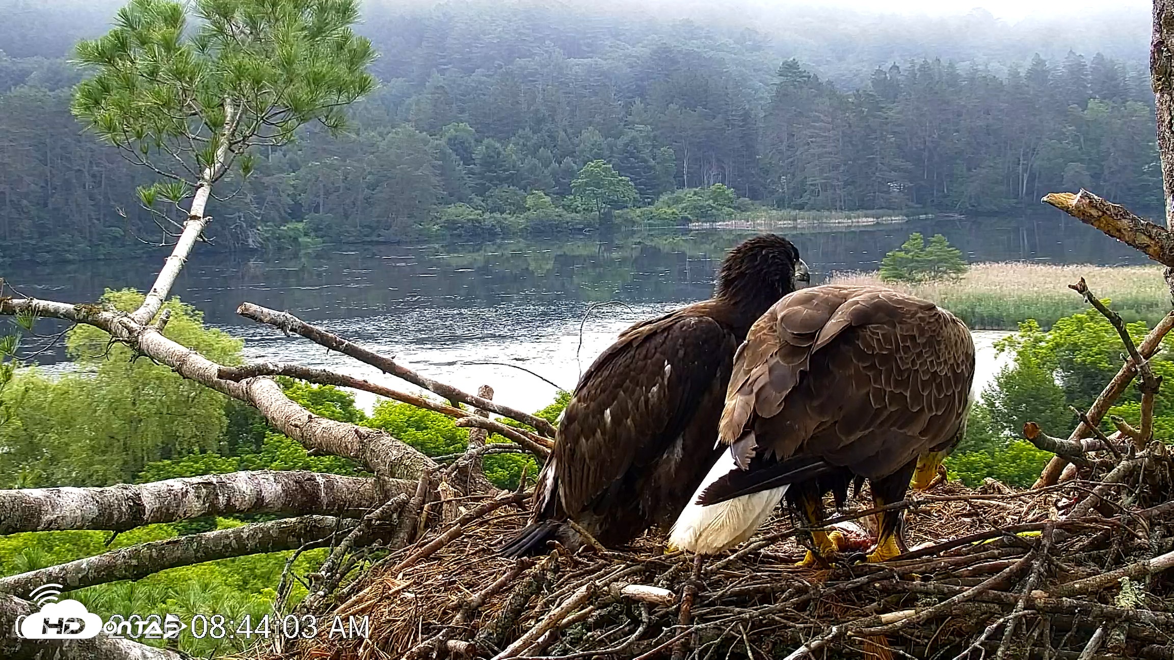 Snapshot of VINS Bald Eagles Nest Live Cams taken Jun 27, 2026, 8:45am EDT