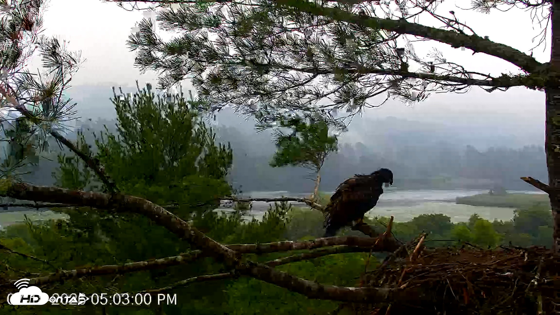 Snapshot of VINS Bald Eagles Nest Live Cams taken Jul 18, 2026, 5:03pm EDT