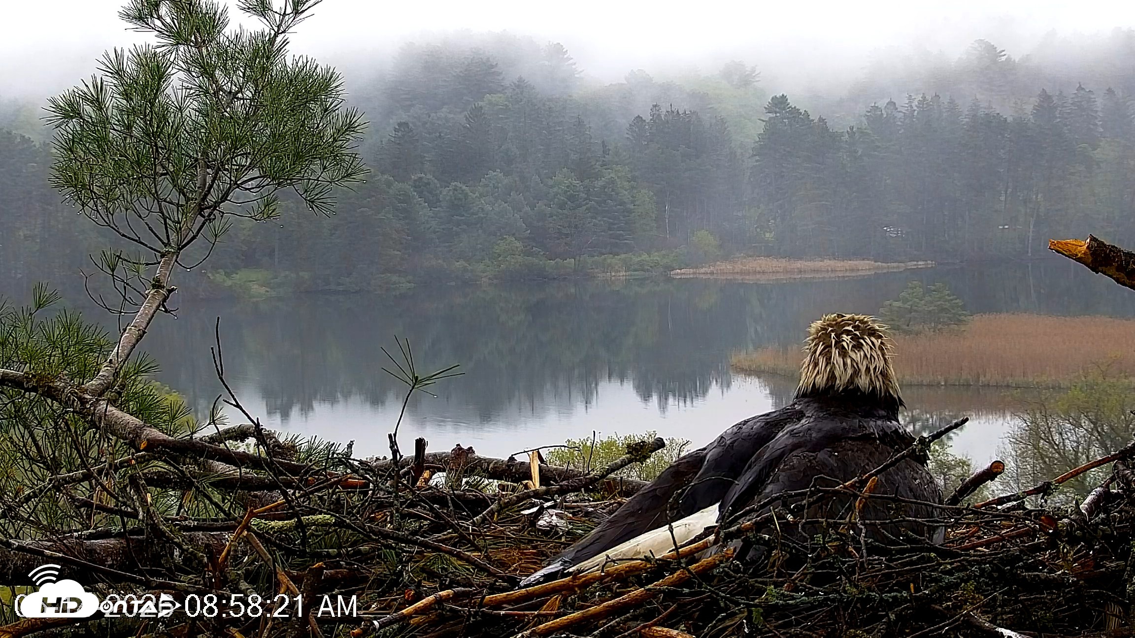 Snapshot of VINS Bald Eagles Nest Live Cams taken May 14, 2026, 9:00am EDT
