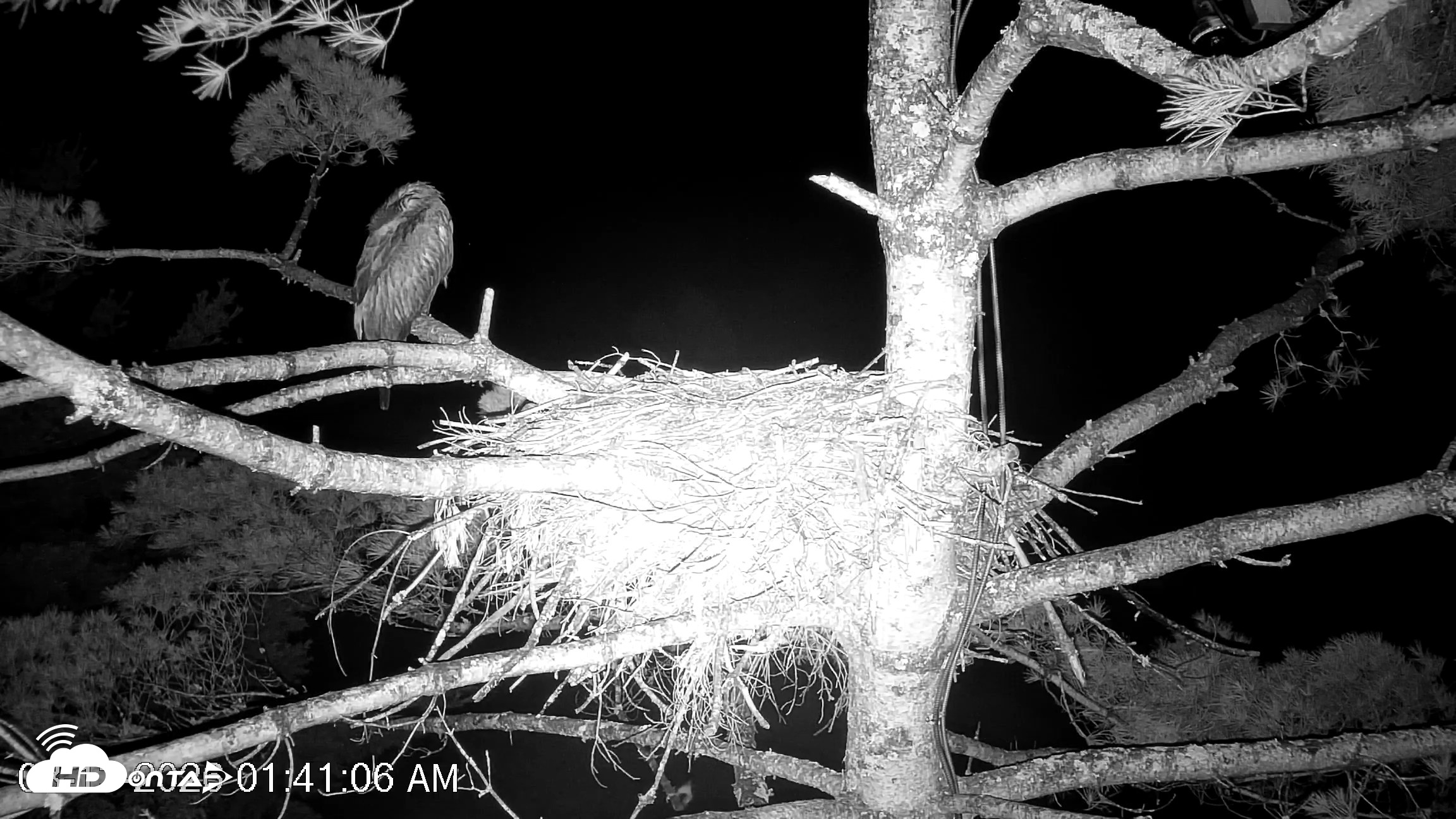 Snapshot of VINS Bald Eagles Nest Live Cams taken Aug 13, 2026, 1:41am EDT
