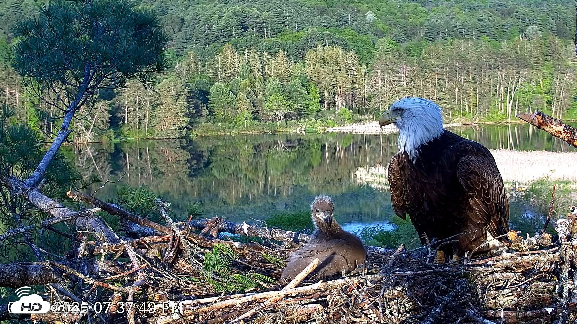 Snapshot of VINS Bald Eagles Nest Live Cams taken May 22, 2026, 7:38pm EDT
